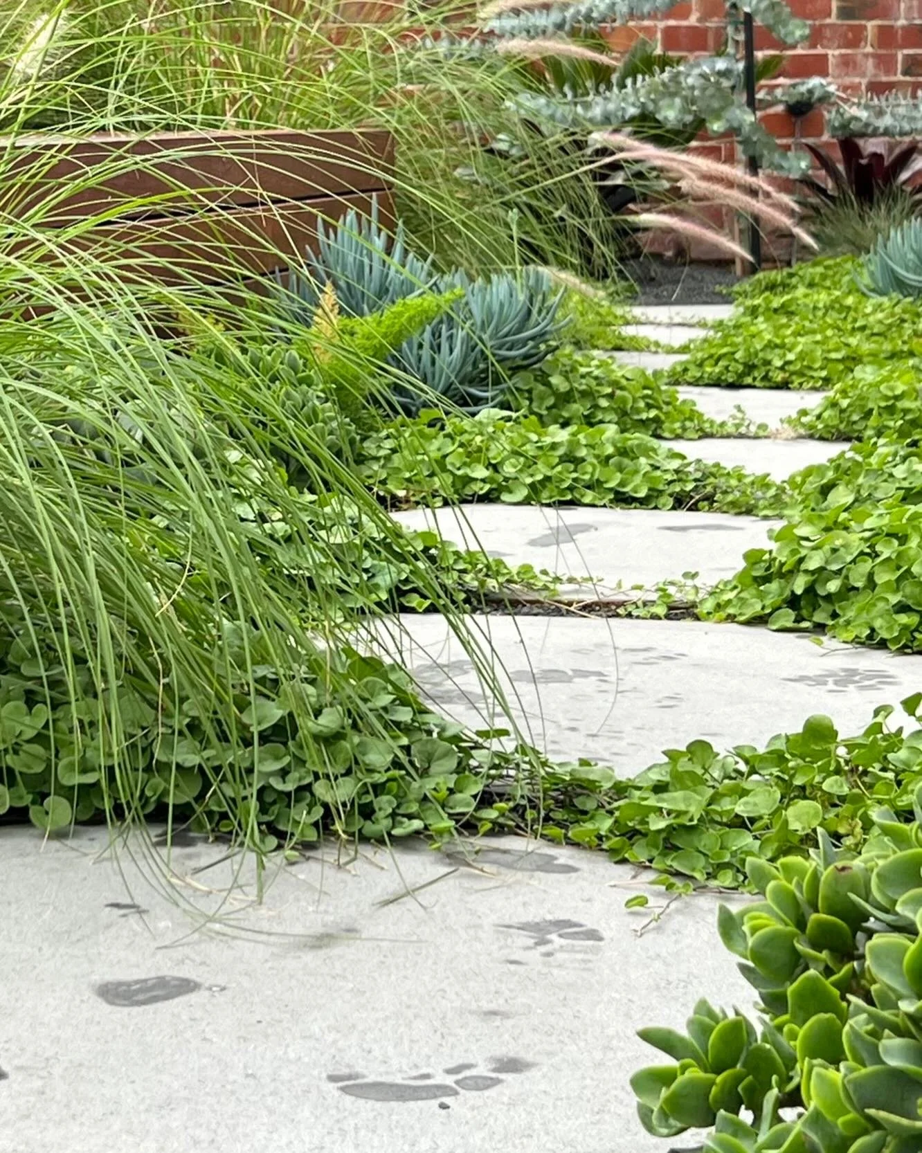 A garden like this&hellip; proves you don&rsquo;t need scale to create something truly powerful

This is a soft garden in every sense&hellip; layered&hellip; relaxed&hellip; and quietly immersive. A tapestry of planting drawn from all corners of the 