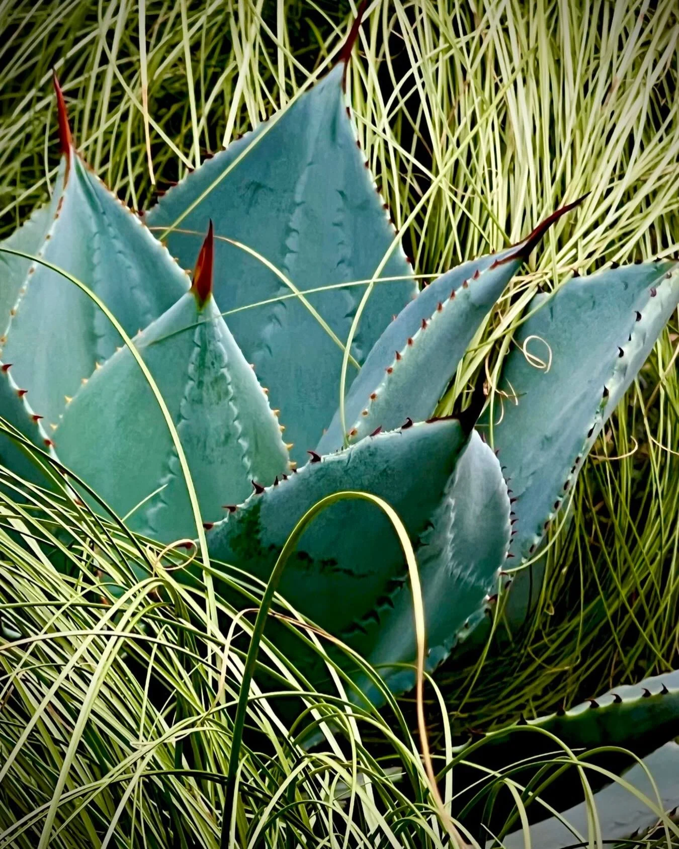 Spikes&hellip; softness&hellip; contrast at its absolute finest&hellip; 🌵 &hellip;&hellip; 🌾 

This is where the magic happens&hellip;
bold architectural agave cutting through a tapestry of flowing grasses&hellip;
hard meets soft&hellip; structure 
