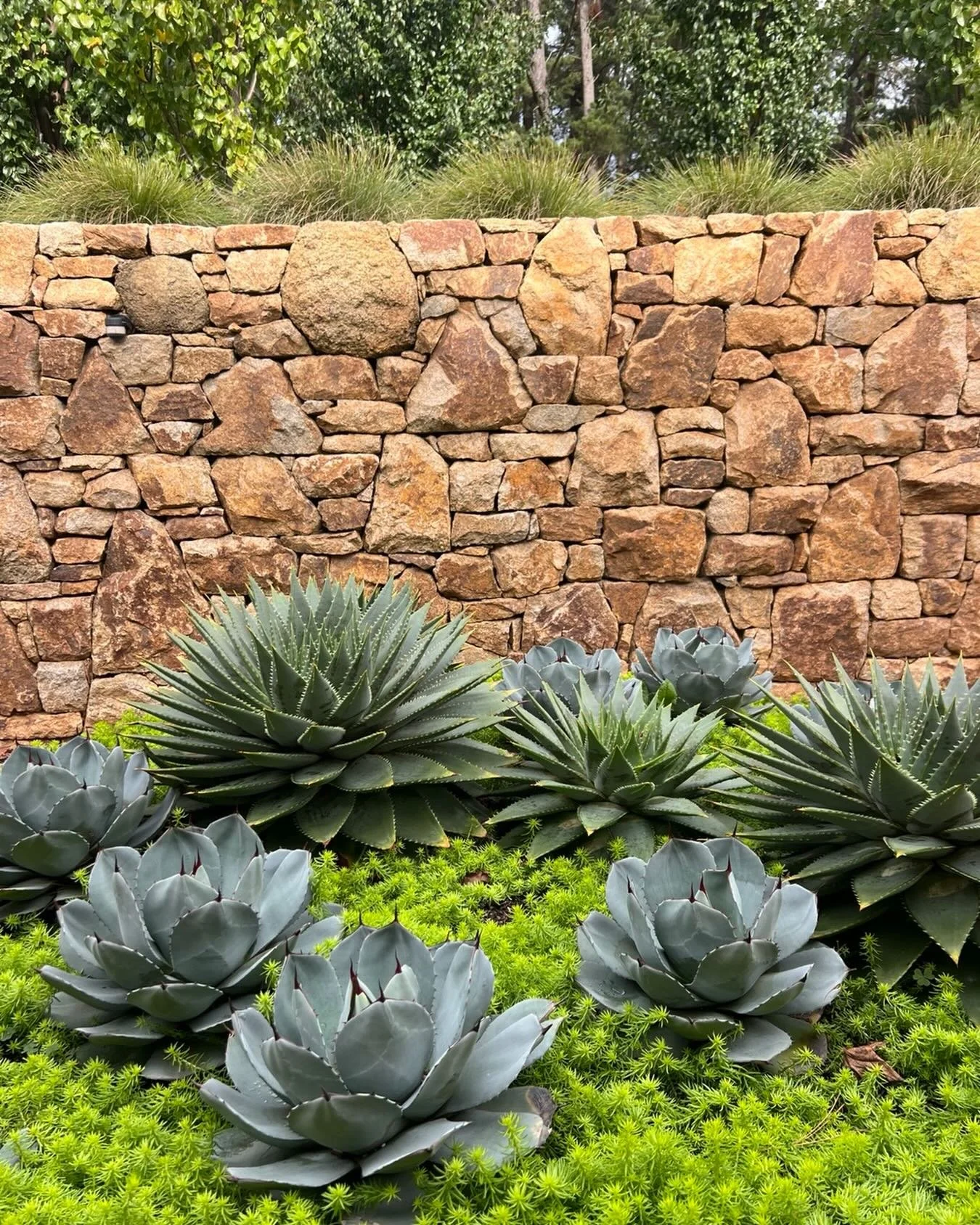 A little Mornington Peninsula winter trick&hellip; find a sheltered courtyard, tuck yourself out of the wind, and soak up every drop of sunshine. ☀️

These aloes and agaves absolutely love it. The dry-stacked stone wall behind them acts like a natura