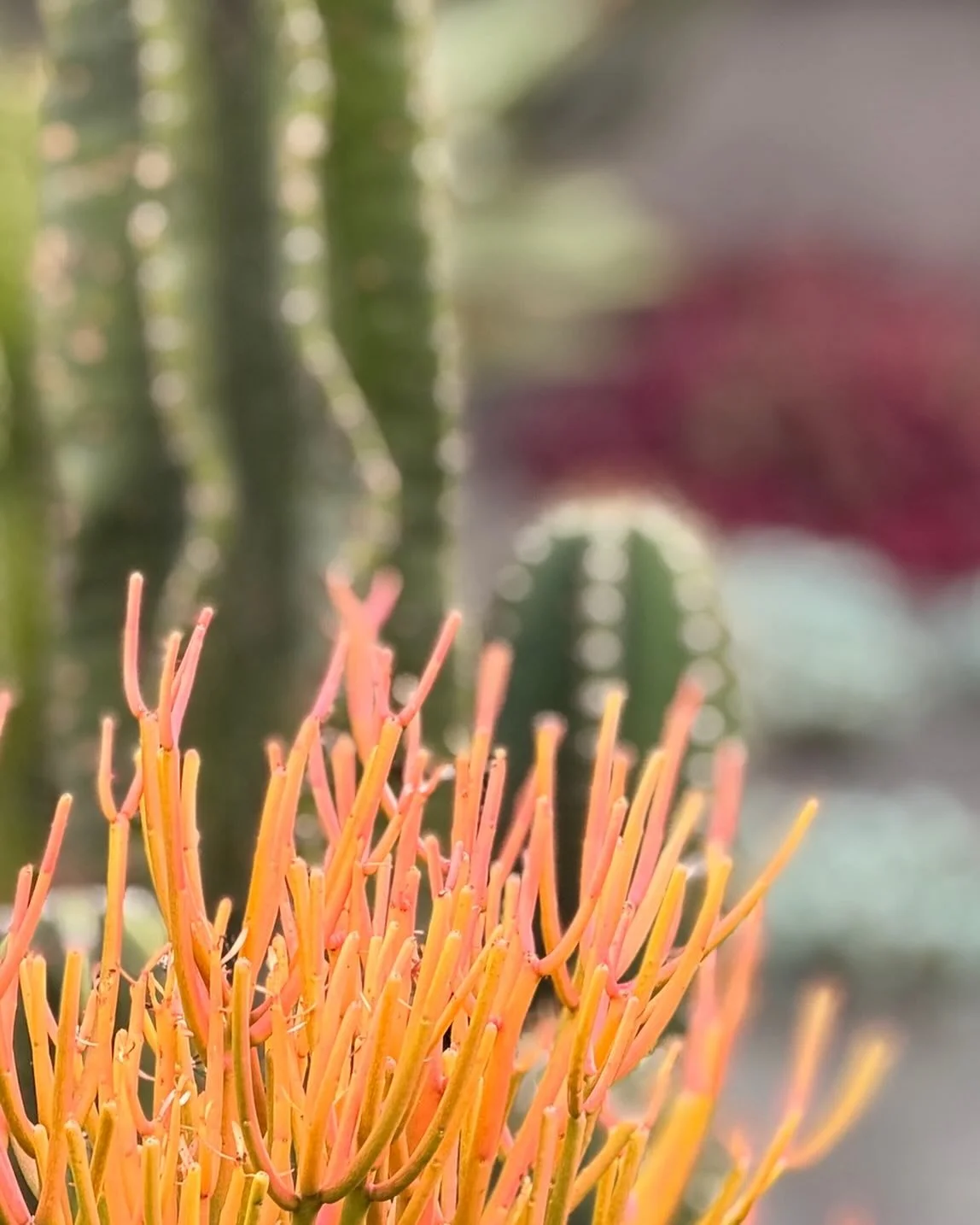 🔥 STOP SCROLLING&hellip; 🔥

Because this isn&rsquo;t a campfire.

This is Euphorbia tirucalli &lsquo;Fire Sticks&rsquo; doing its thing.

Every winter these wild, pencil-thin stems transform from humble green to an explosion of molten orange, coral