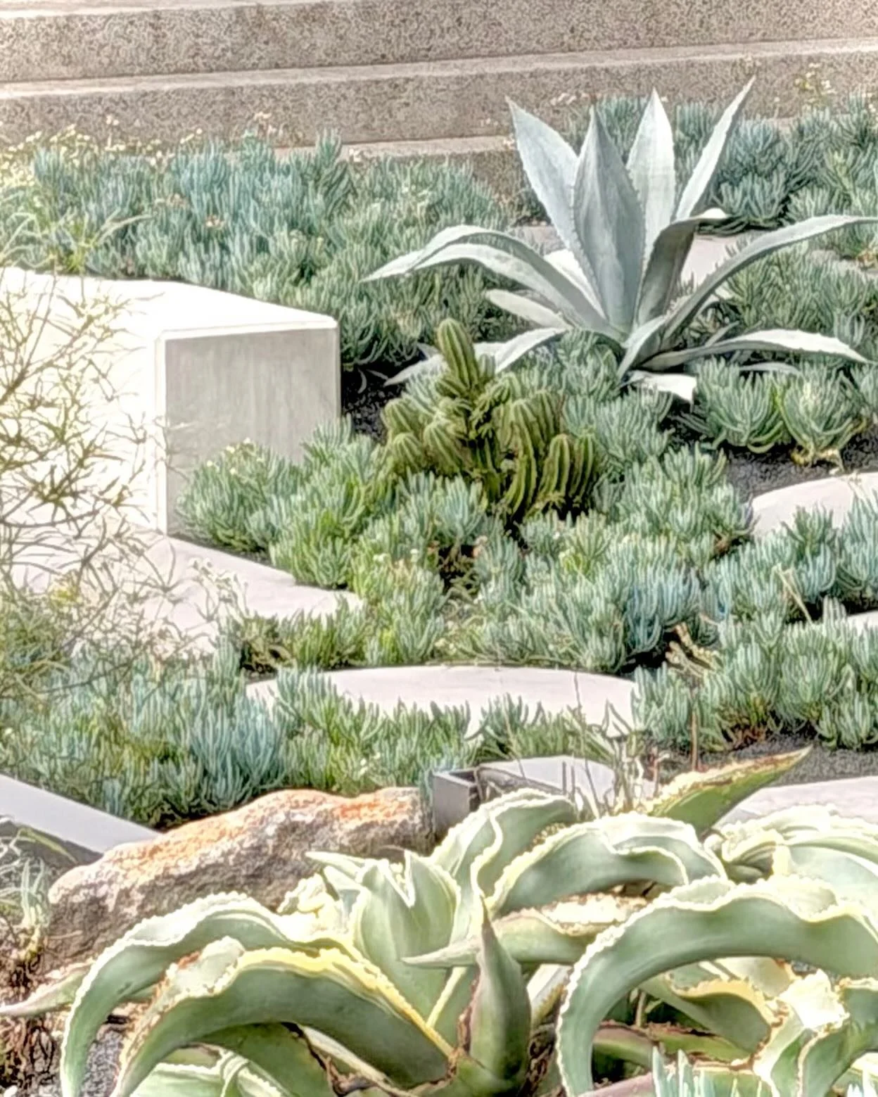 A little corner of a one acre garden&hellip; and honestly, it feels like a holiday.

Powder blue agaves, rivers of chalk sticks, sculptural concrete forms and those gorgeous volcanic brown boulders that look like they&rsquo;ve been sitting here forev