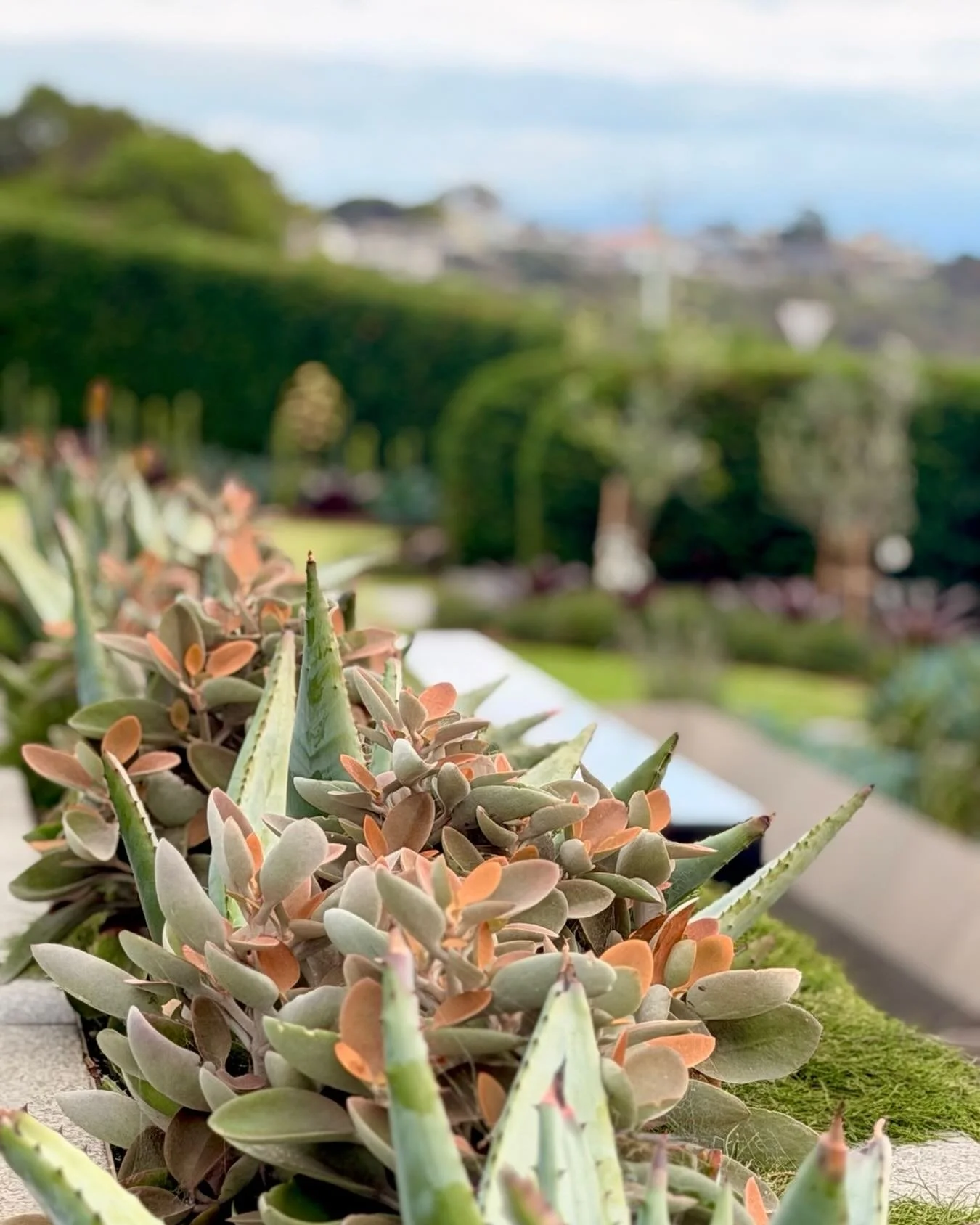 14 months after planting&hellip; and this rooftop coastal beauty is absolutely finding its feet. 🌊🌿

First-line coastal gardens are not for the faint-hearted. Every day they&rsquo;re asked to perform under some of the harshest conditions Mother Nat