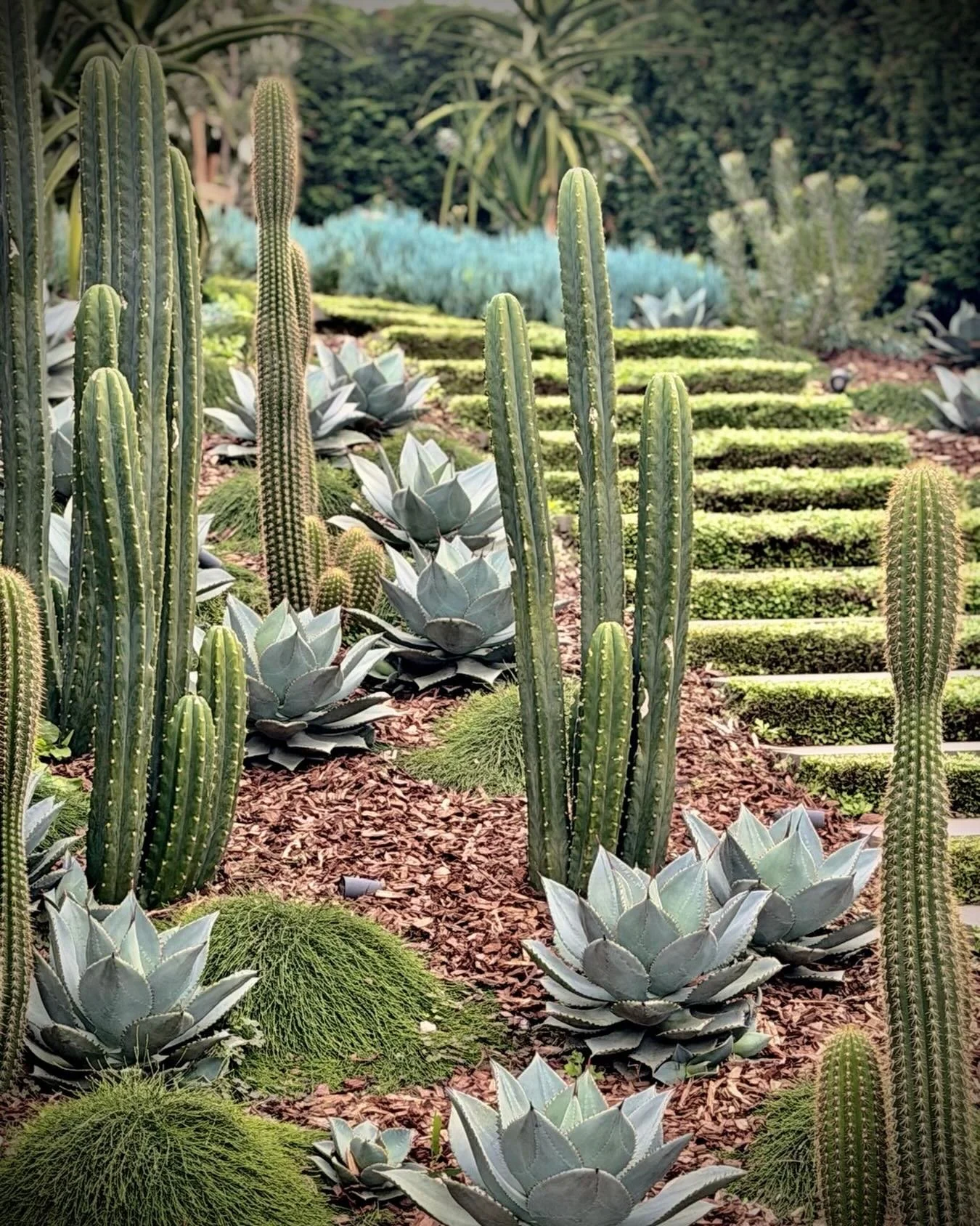 14 months after planting&hellip; 🌊🌵

One of the most important elements in garden design isn&rsquo;t always what you plant&hellip; it&rsquo;s what you don&rsquo;t.

At just 14 months old, this first-line coastal garden is beginning to reveal its rh