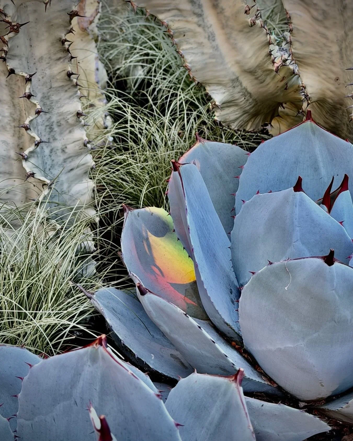 Winter&rsquo;s little surprise&hellip;

Just when we thought these beautiful blue-grey agaves couldn&rsquo;t get any more spectacular, the afternoon winter sun decided to put on a show of its own. Tucked deep within the folds of this Agave perryi, a 