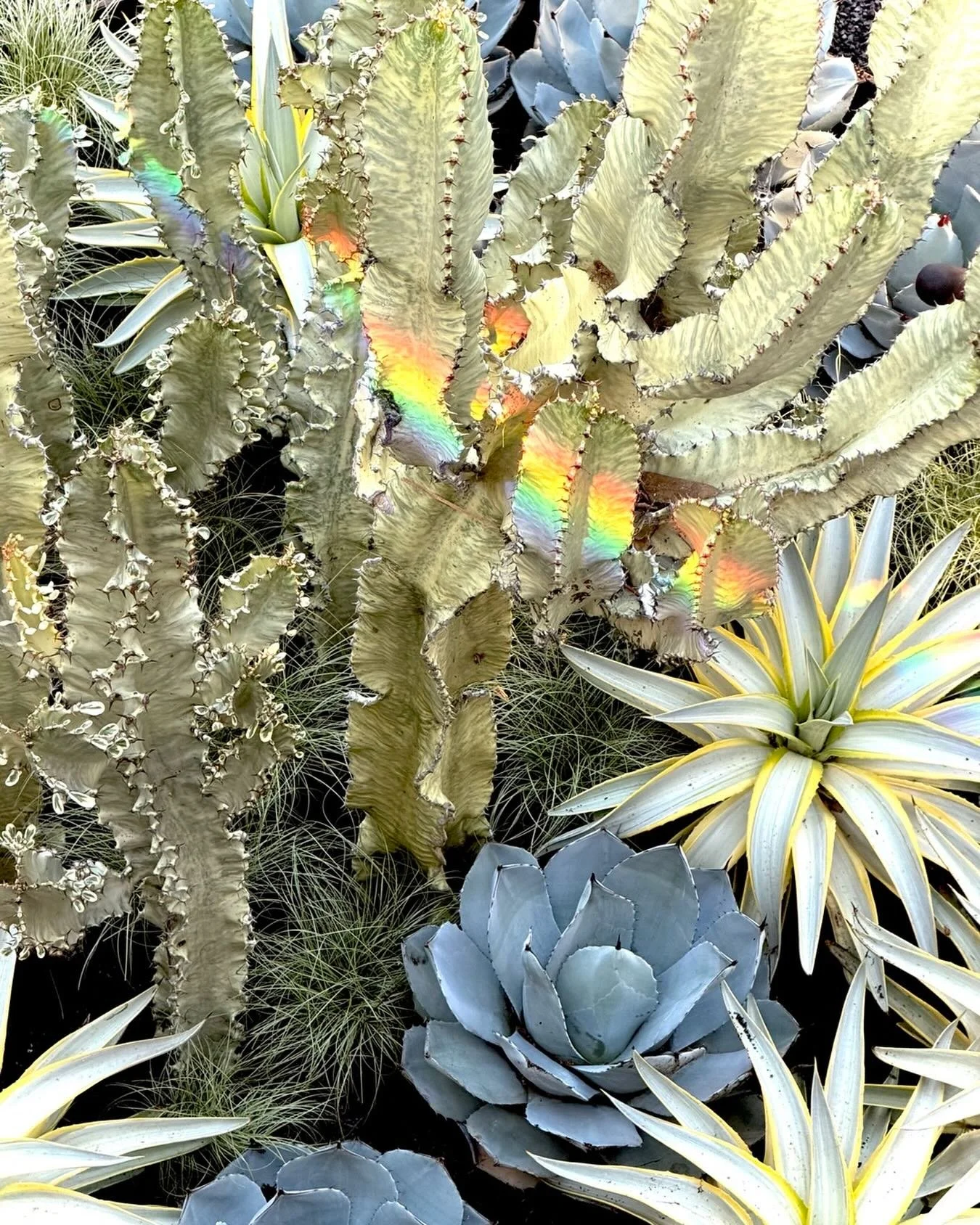 ✨ A winter surprise for Sam &amp; Sasha&hellip; ✨🌈

Some days in the garden give you exactly what you planned for. Other days, Mother Nature adds her own special touch.

Today, as the low winter sun filtered through this planting, the most spectacul