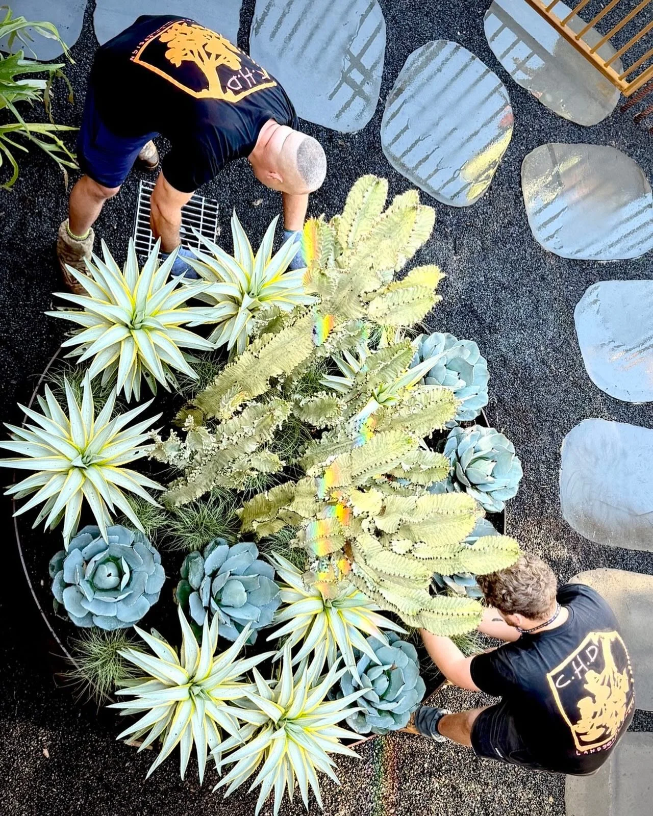 🌊🐠 Inspired by the Great Barrier Reef&hellip; but planted poolside.

Today&rsquo;s feature planting was designed to mimic a natural coral outcrop, rising from the landscape as though it has been shaped by thousands of years of ocean currents and co