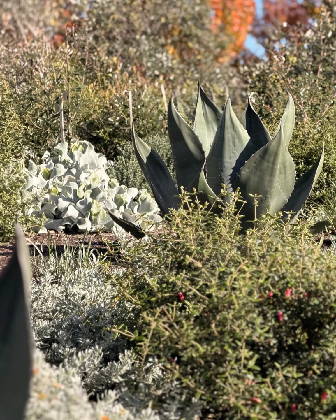 💙🩶 Anchored by Agave&hellip; Grounded by Place 🩶💙

One of the questions we&rsquo;re often asked at CHD is why we use so many agaves in our coastal and native-inspired gardens across the Mornington Peninsula.

The answer is simple&hellip; architec