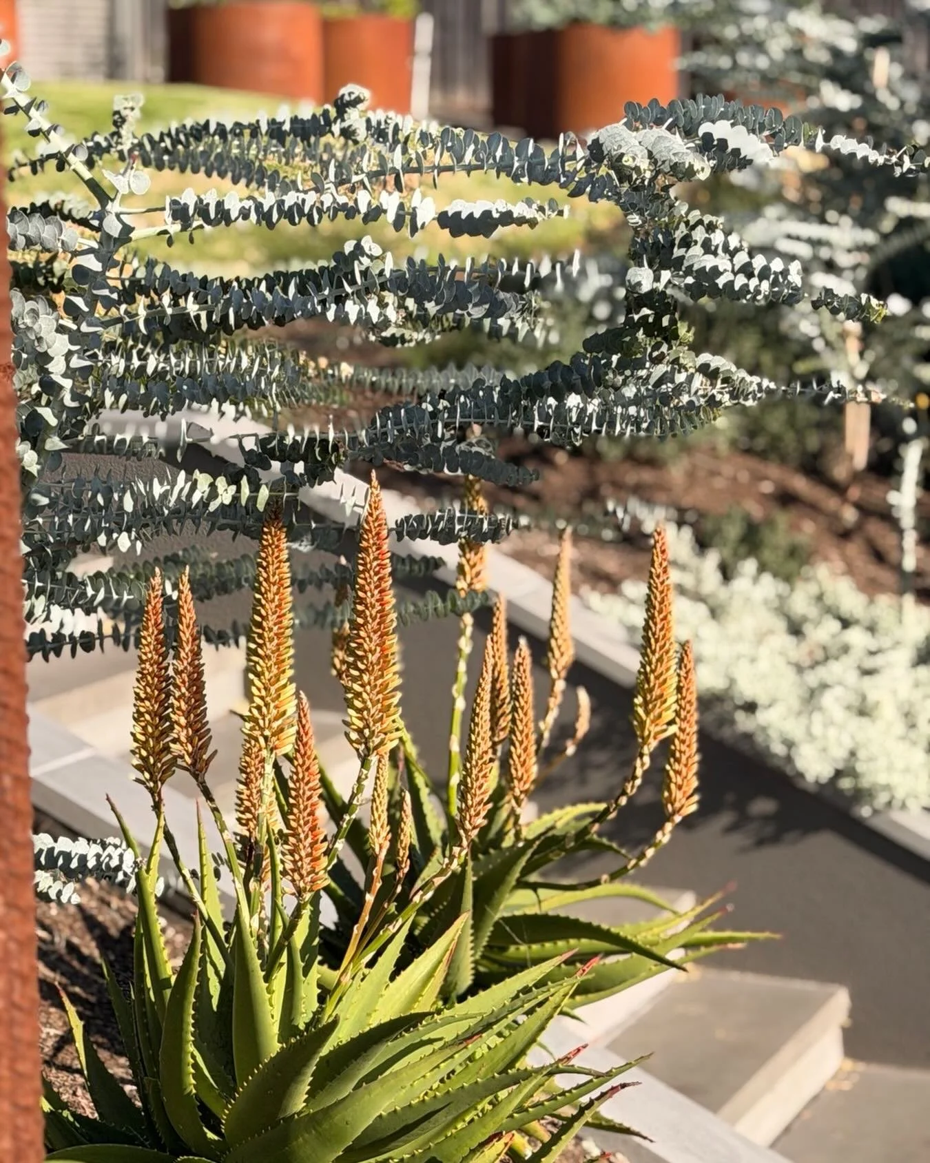 ✨ Winter is when the Aloe &lsquo;Ivory Tower&rsquo; truly earns its place in the spotlight.

Just look at those flower spikes&hellip; standing proud above the foliage, ready to burst into their rich winter display and put on a show when so many other