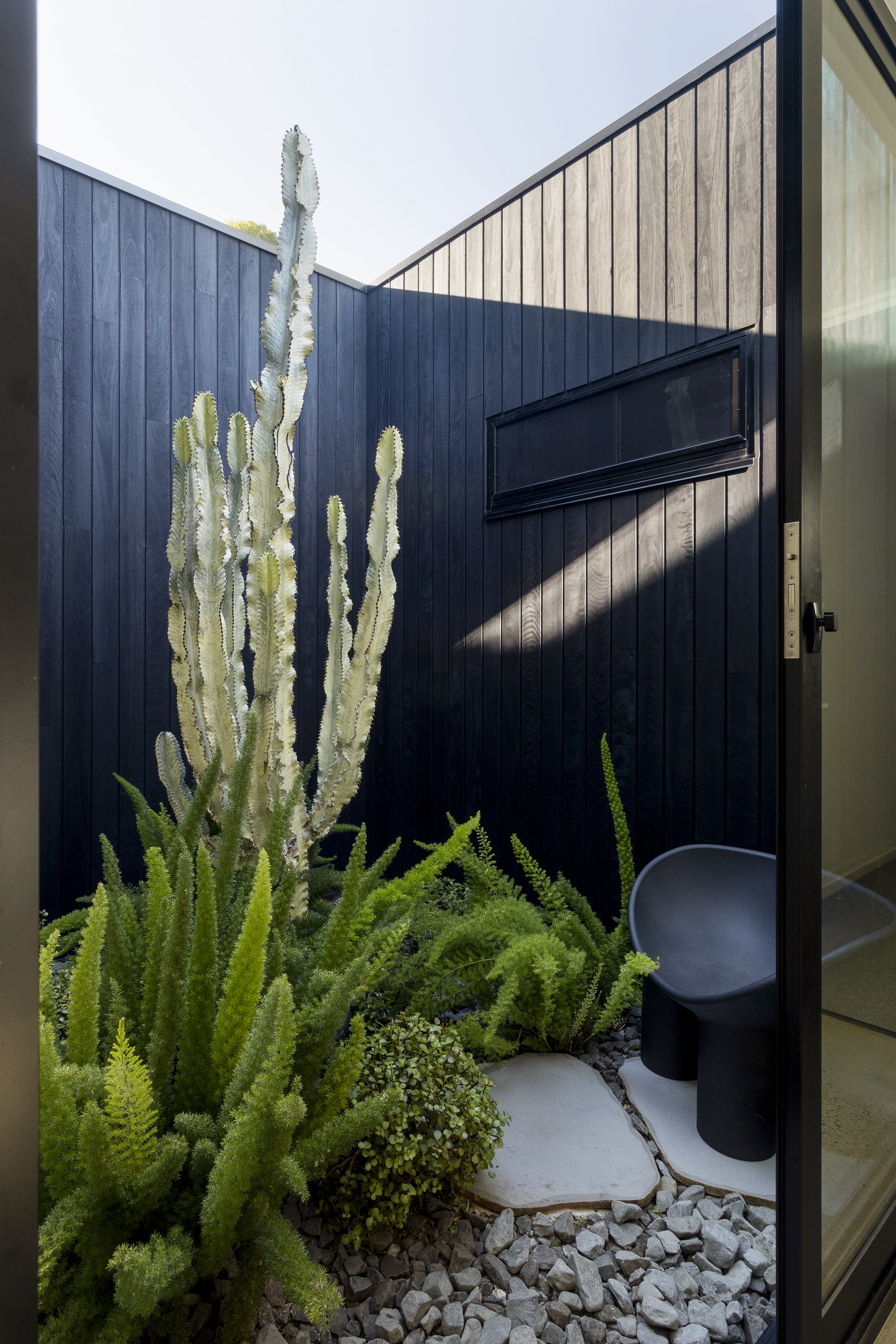 Modern outdoor courtyard with tall cactus, green ferns, gravel stones, dark wood walls, and a black chair on concrete stepping stones.