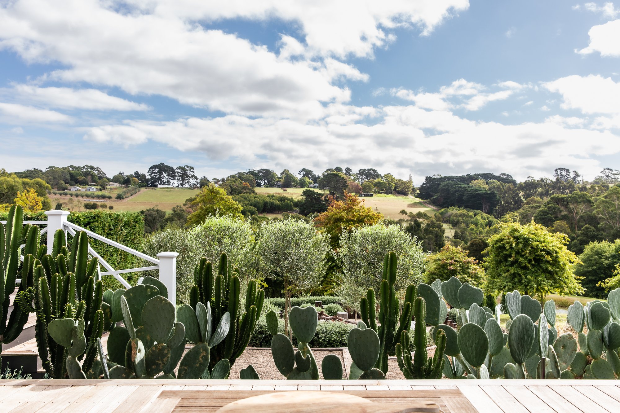 Cactus garden with rural landscape backdrop featuring rolling hills, trees, and partly cloudy sky.