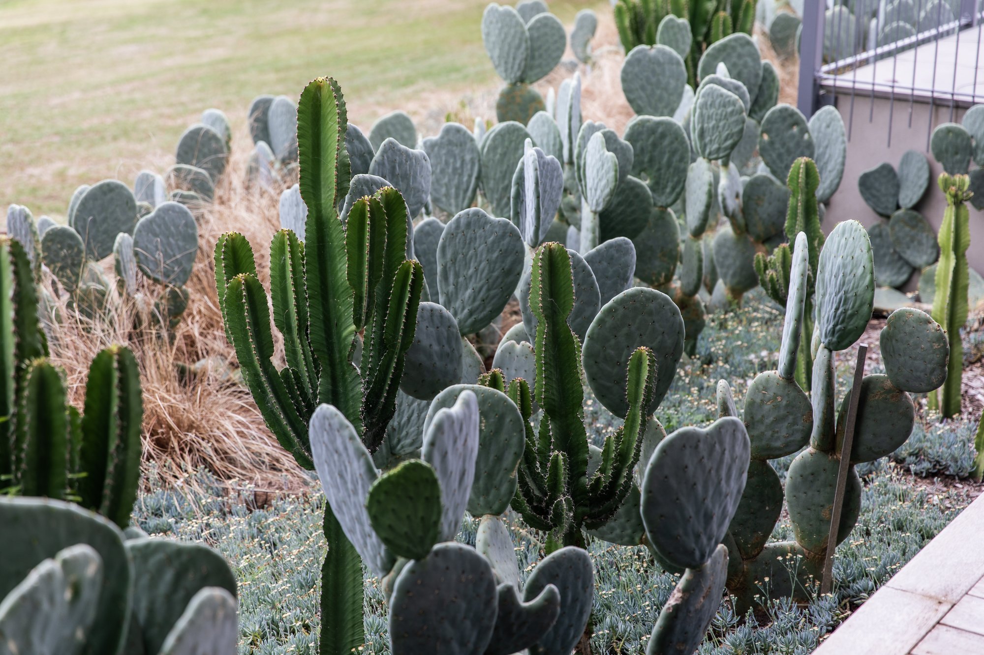 In the rolling hills of Red Hill, Pardalotte is a large-scale garden designed to complement the natural beauty of the Mornington Peninsula while offering a striking, modern aesthetic.