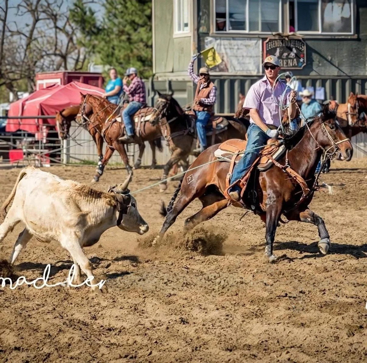 Rmares Ranch Mares — Big Vine Ranch