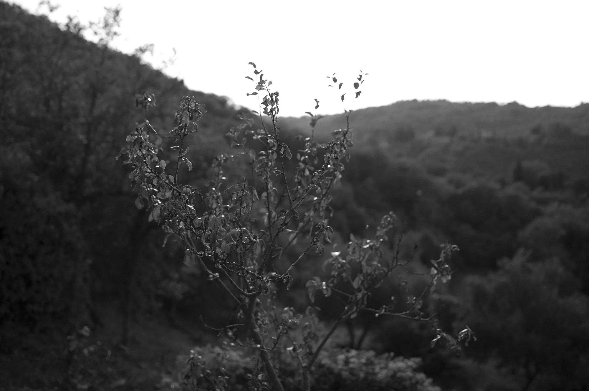 L1008447.jpg
