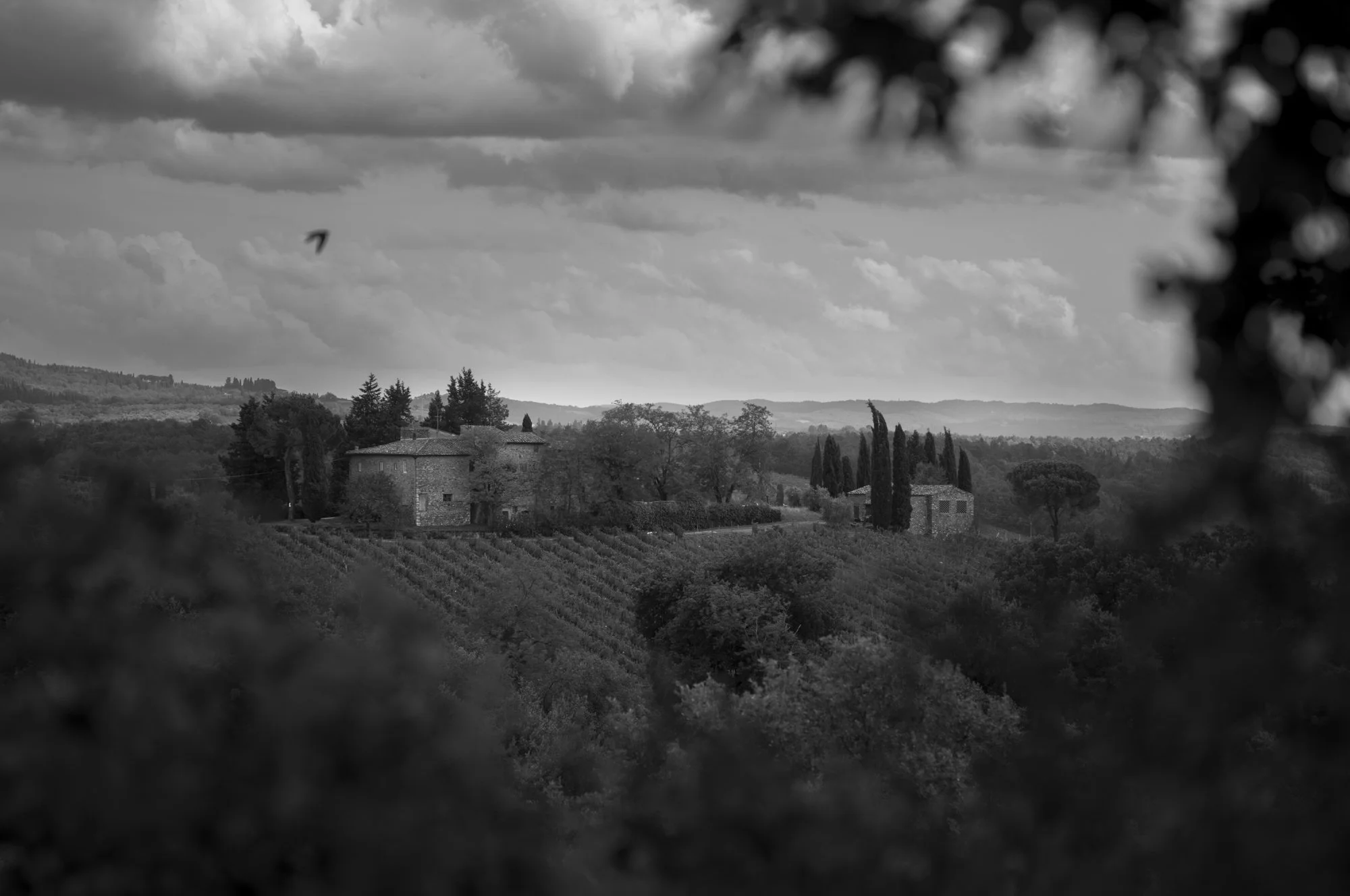 L1008696.jpg