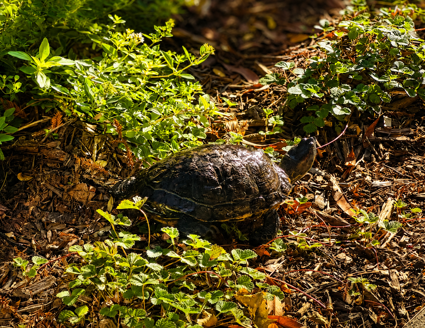 "La Doña" the Turtle in the wild