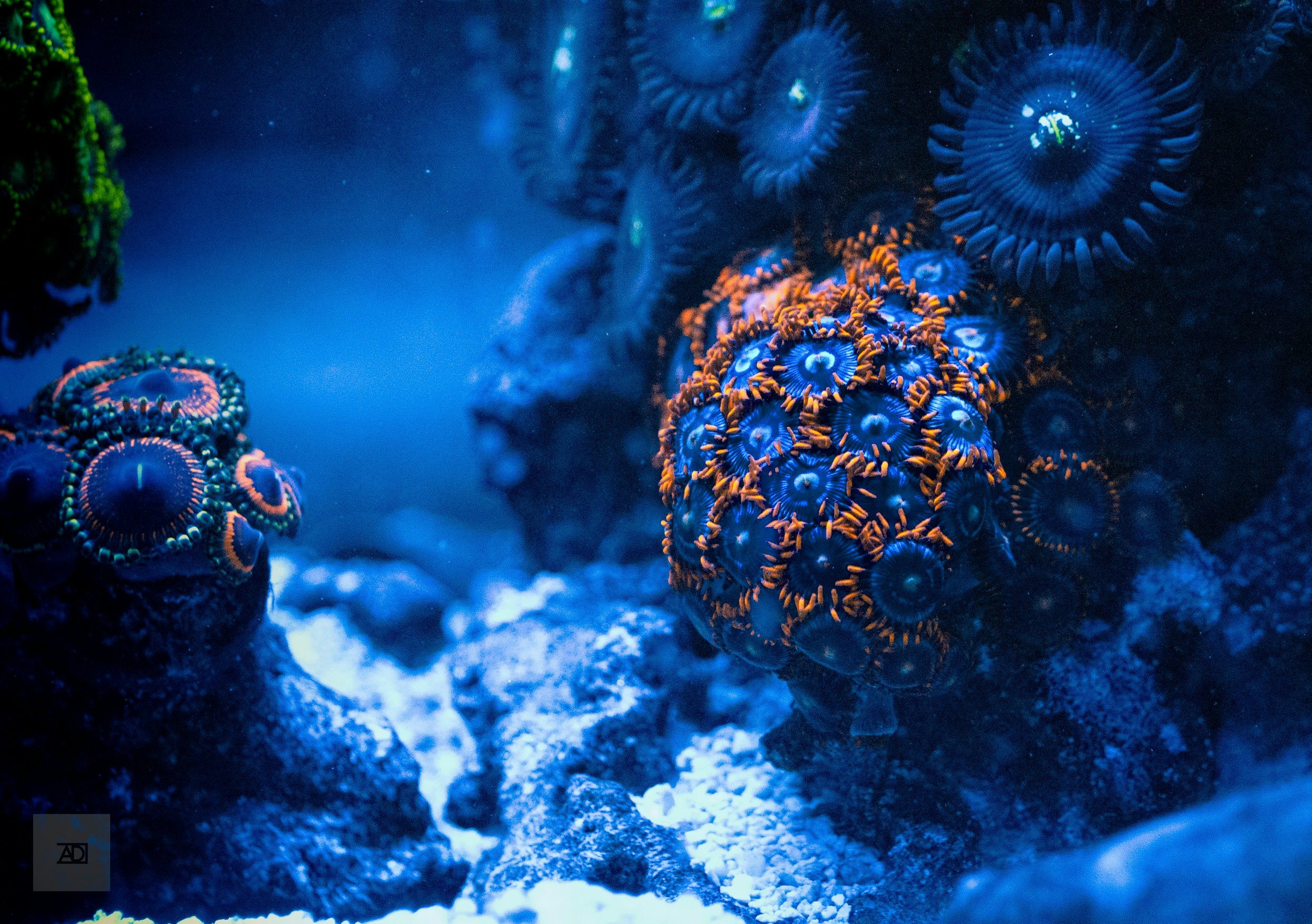 Colorful coral reef with various sea anemones and marine life illuminated by blue lighting.