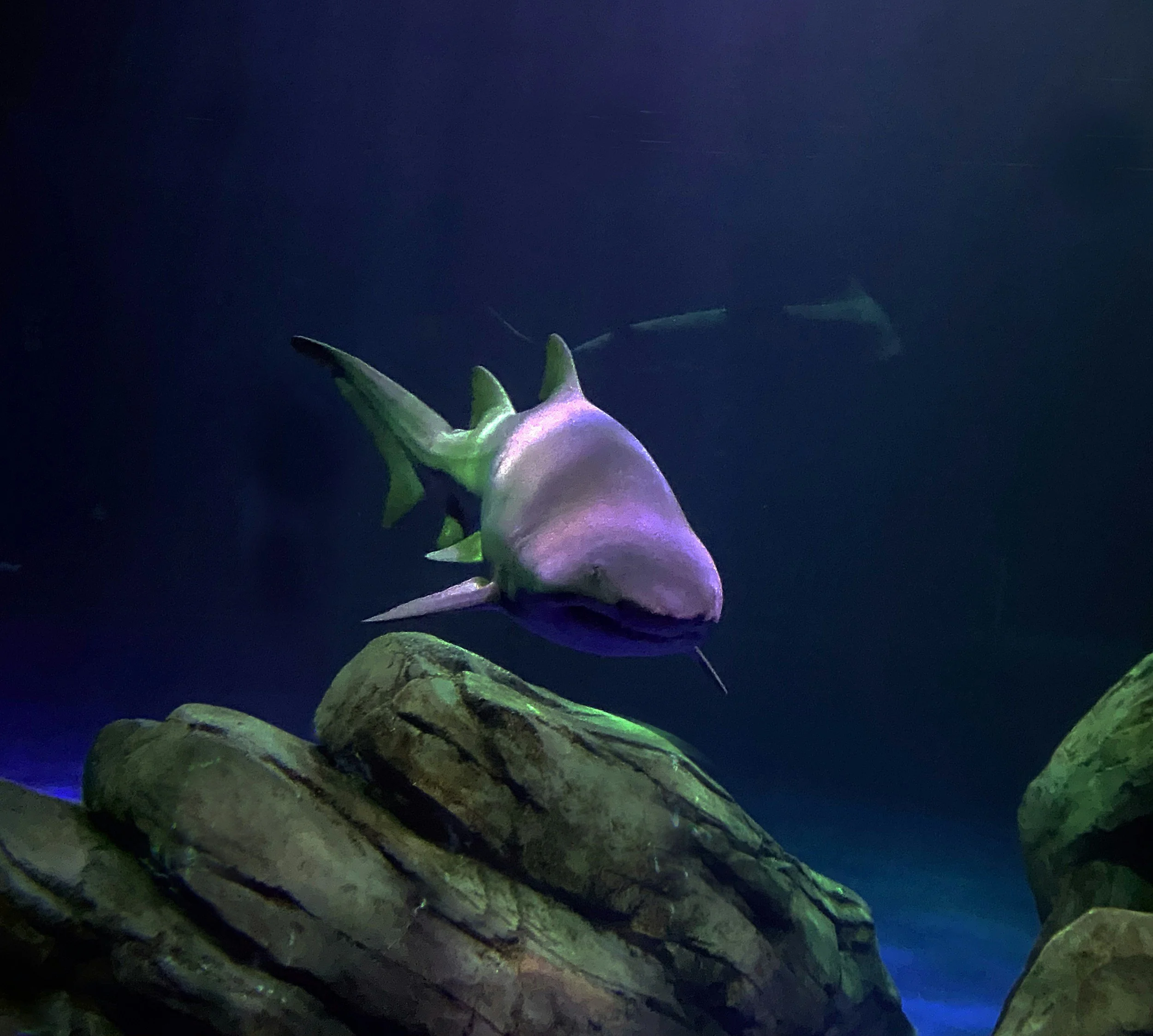 An underwater scene showing a partially visible fish swimming near rocks and green seaweed, with a dark blue background.
