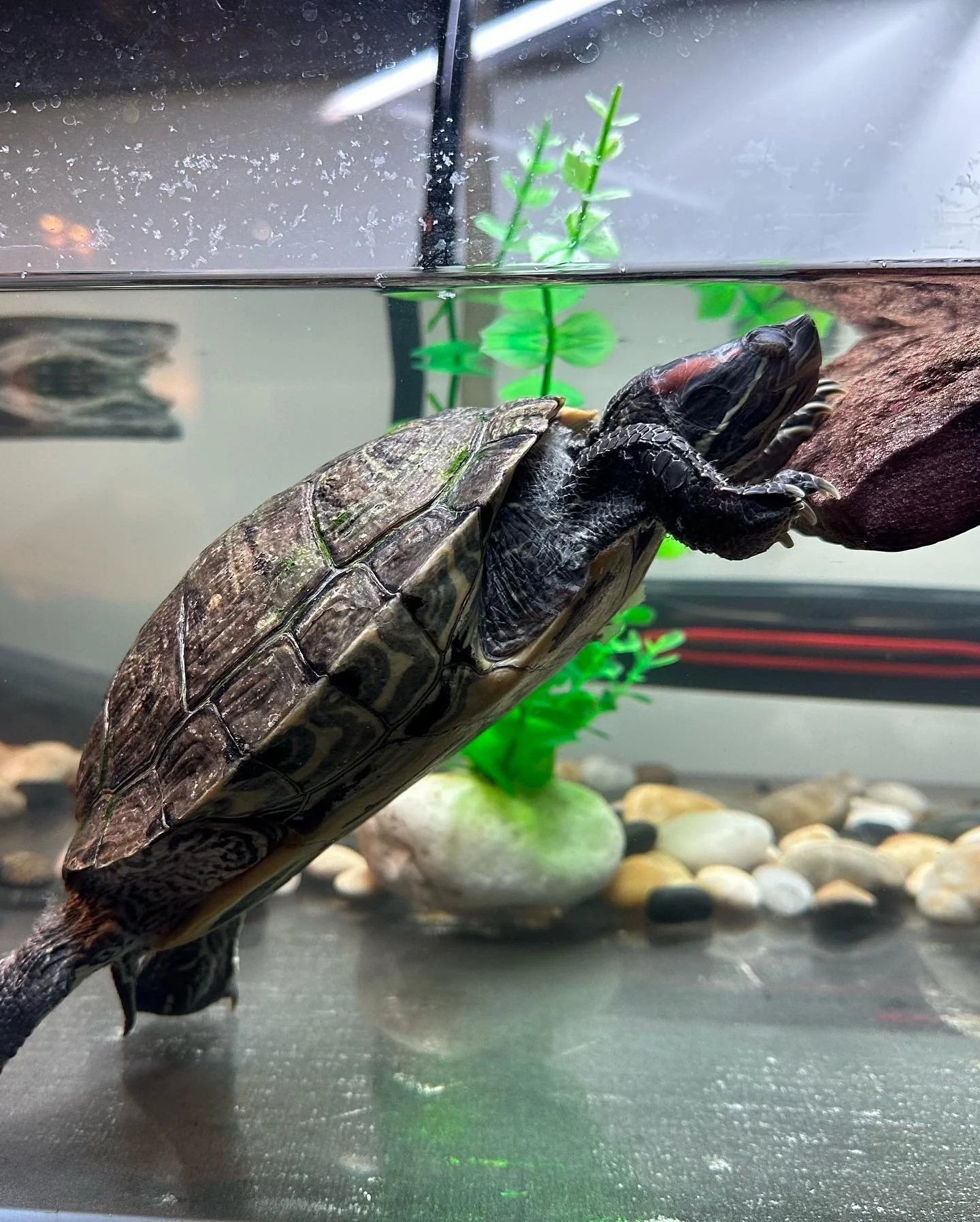 turtle2.jpeg