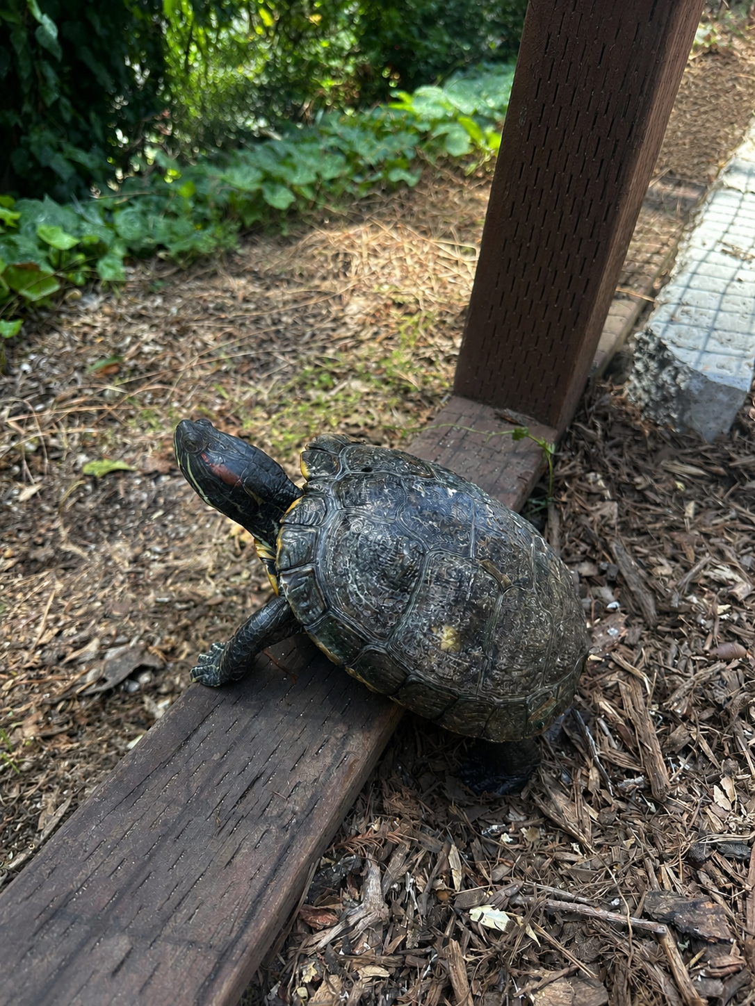 turtle.png