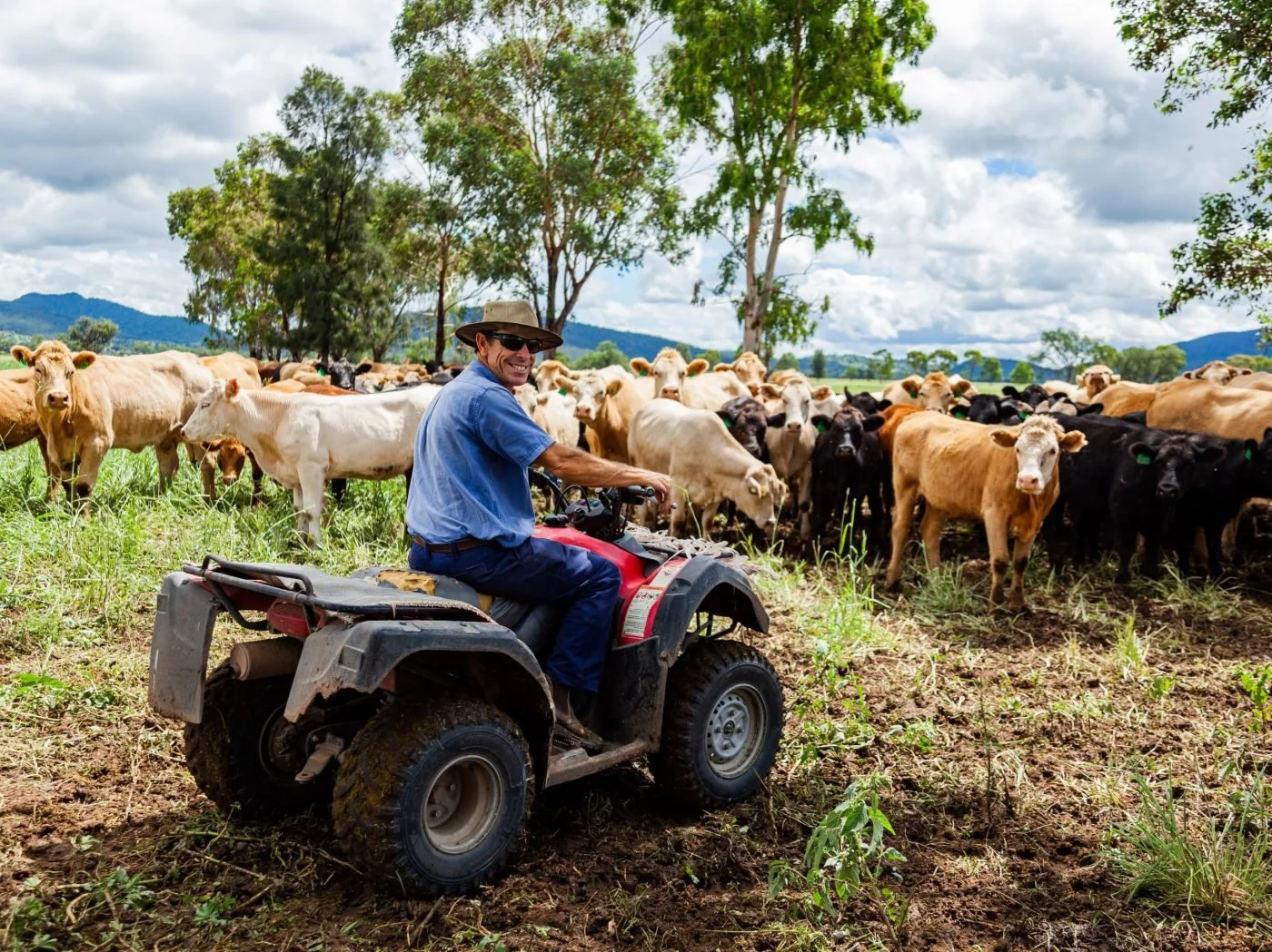 A farmer in sunglasses and a blue shirt riding a quad bike through a pasture with a herd of cows, with trees and hills in the background under a partly cloudy sky.