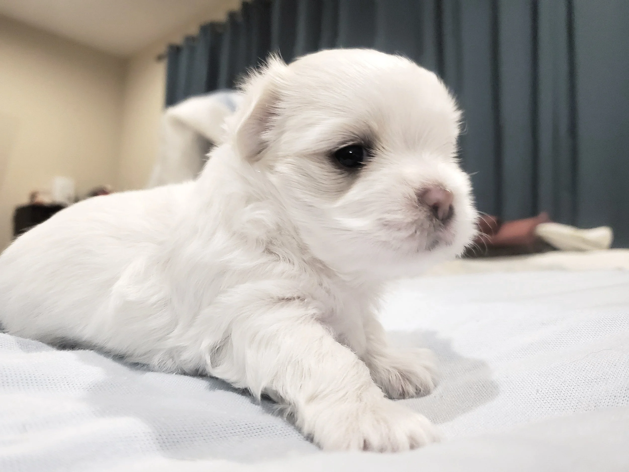 White puppy lying down on a light-colored surface indoors.