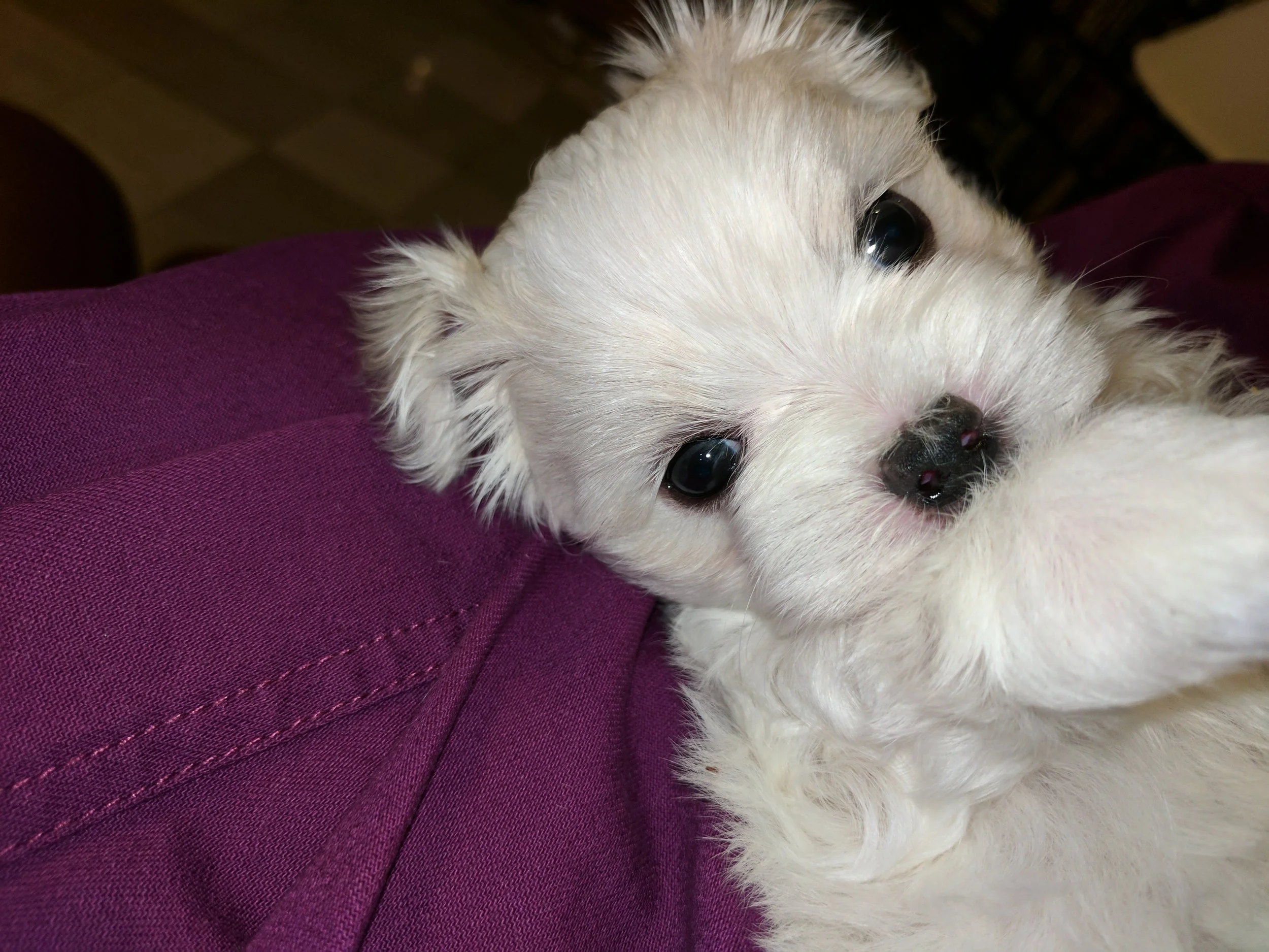 Close-up of a fluffy white puppy on a purple blanket.