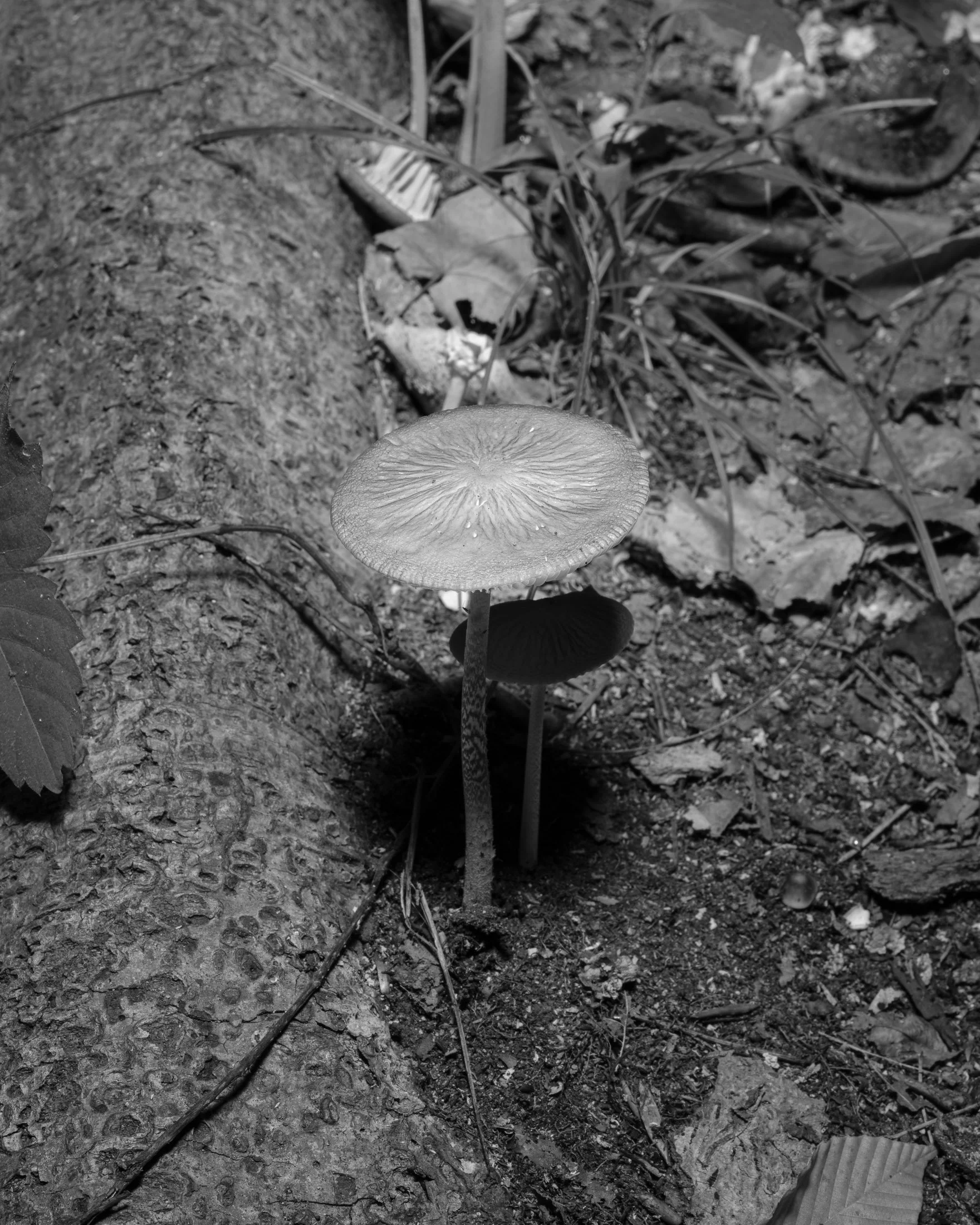 12 - Mushroom.jpg