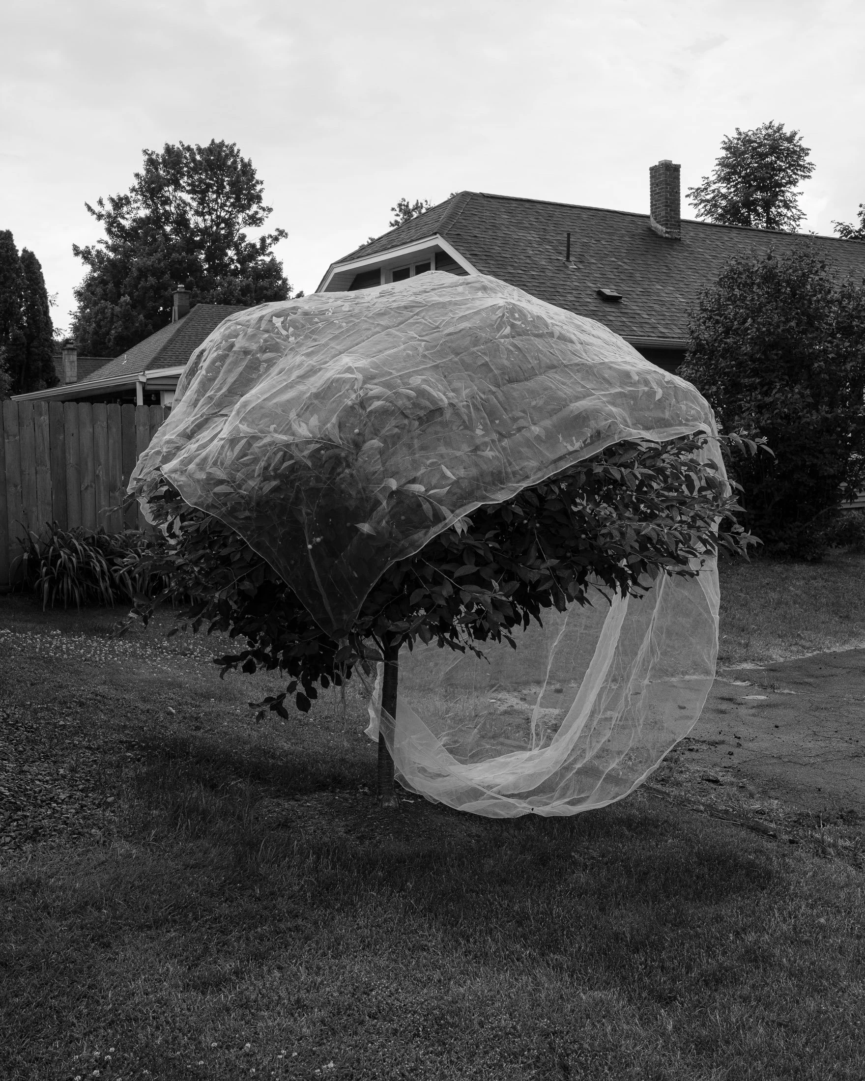 25 - tree net.jpg