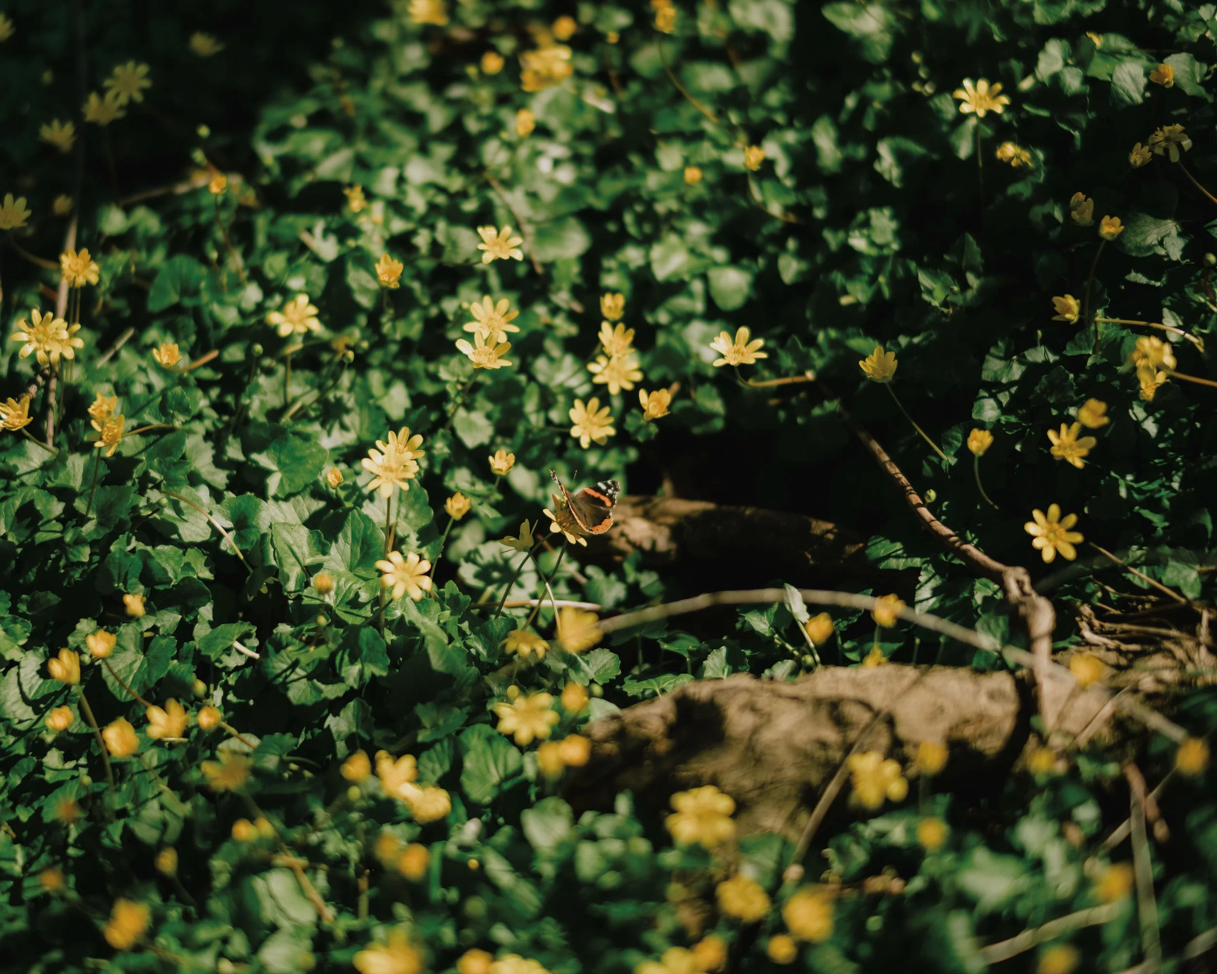 Close-up view of yellow dandelion-like flowers and green leaves in a garden or natural setting.