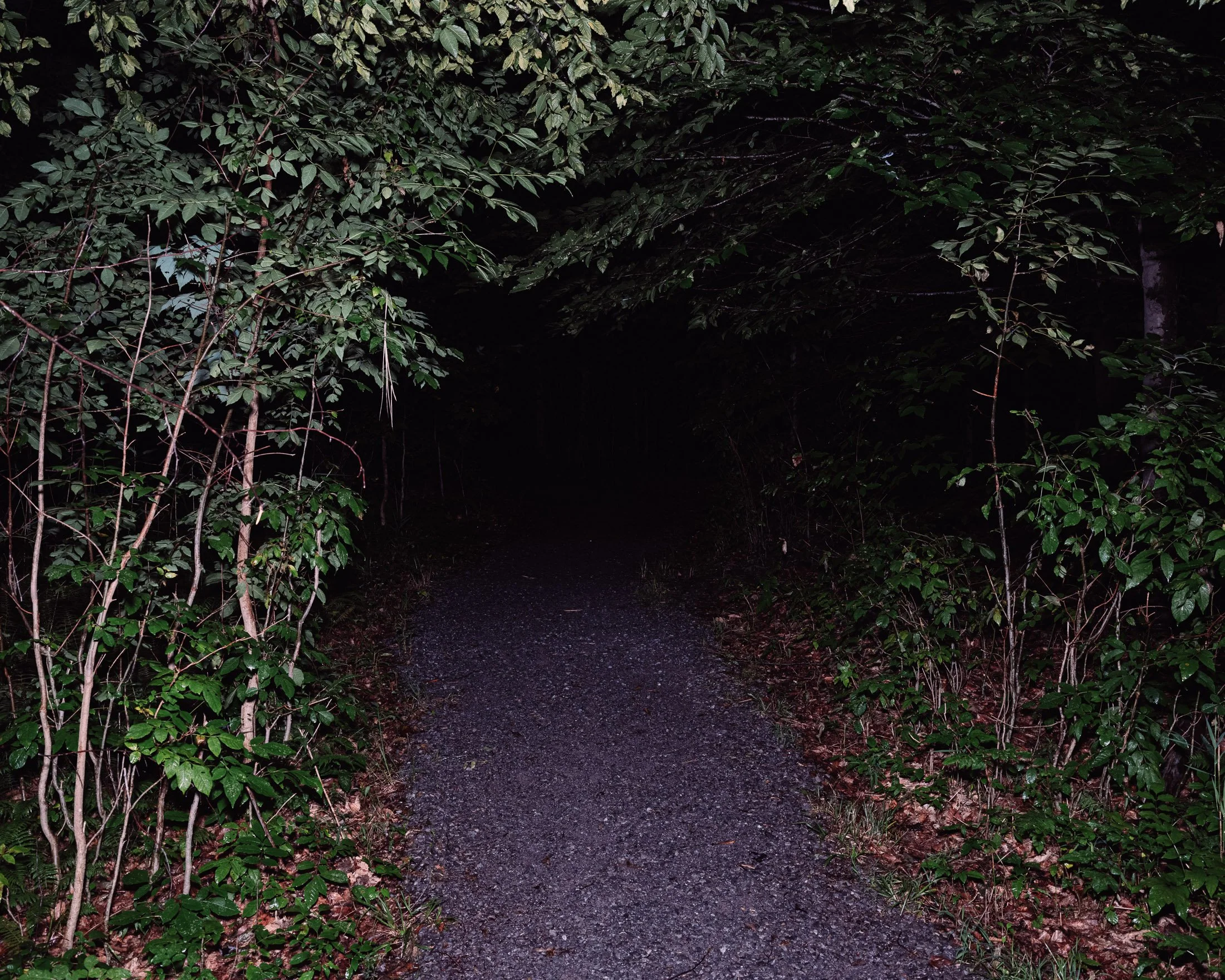 11 - dark forest.jpg