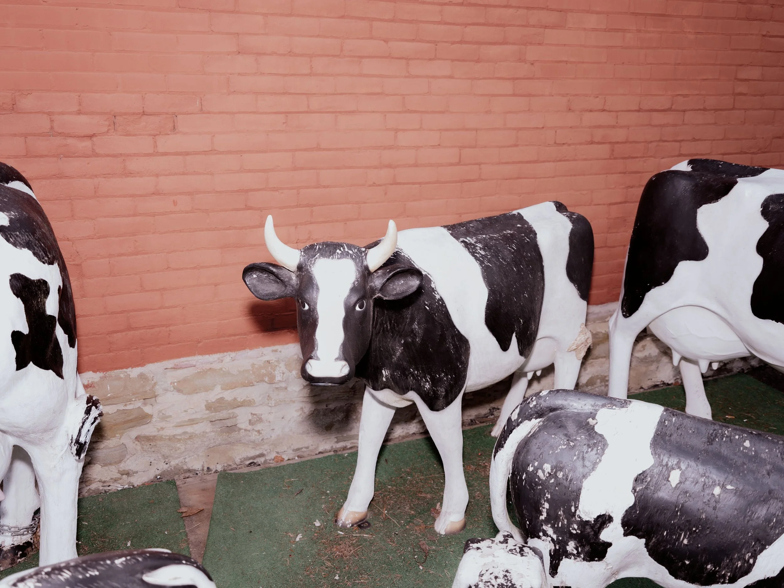 Collection of black and white cow statues against a pink brick wall