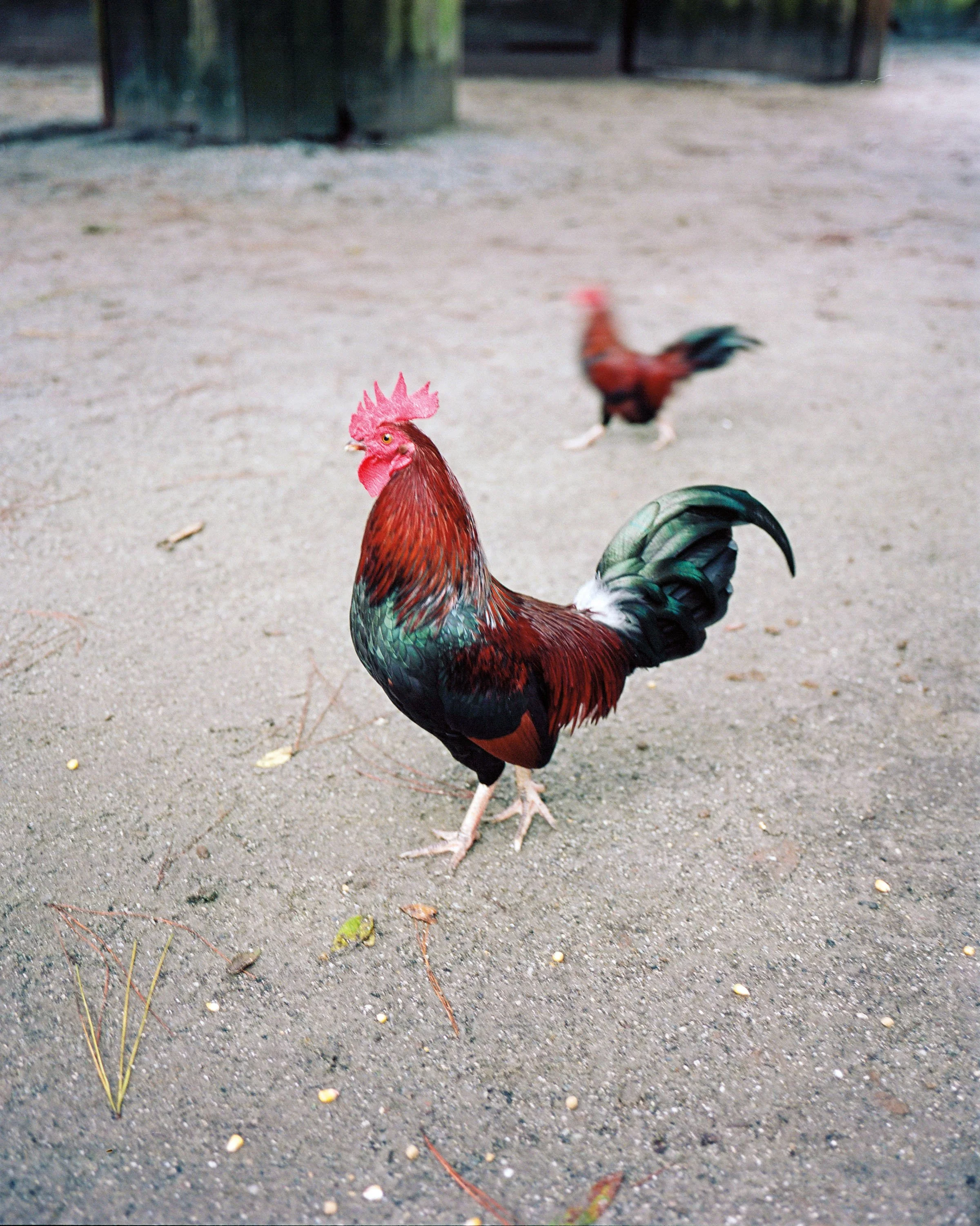A close-up of a colorful rooster with red, green, black, and white feathers standing on dirt ground with some scattered seeds and small plants nearby. In the background, a blurred rooster is gazing away.