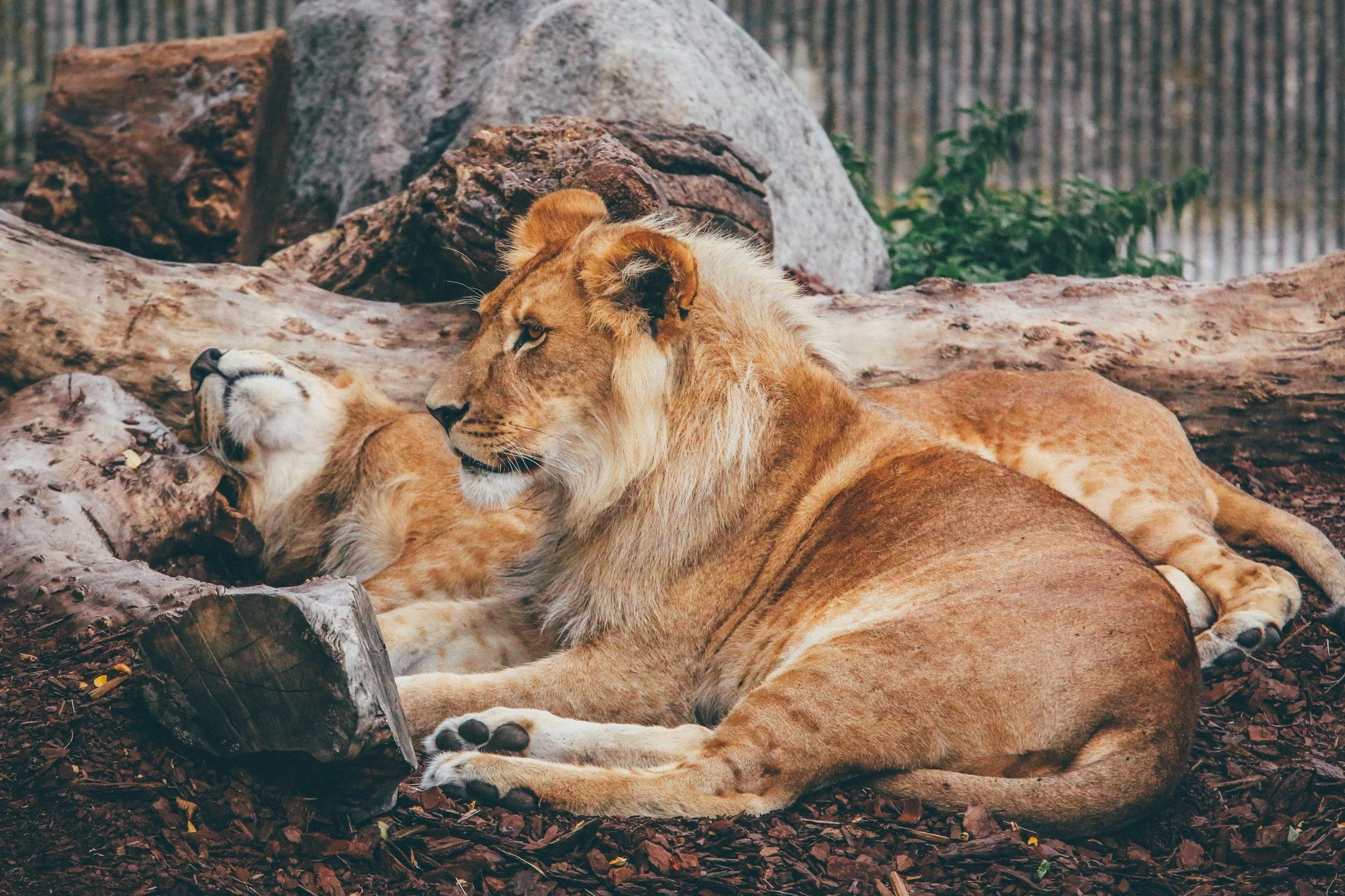 Two lions resting on the ground next to logs and rocks.