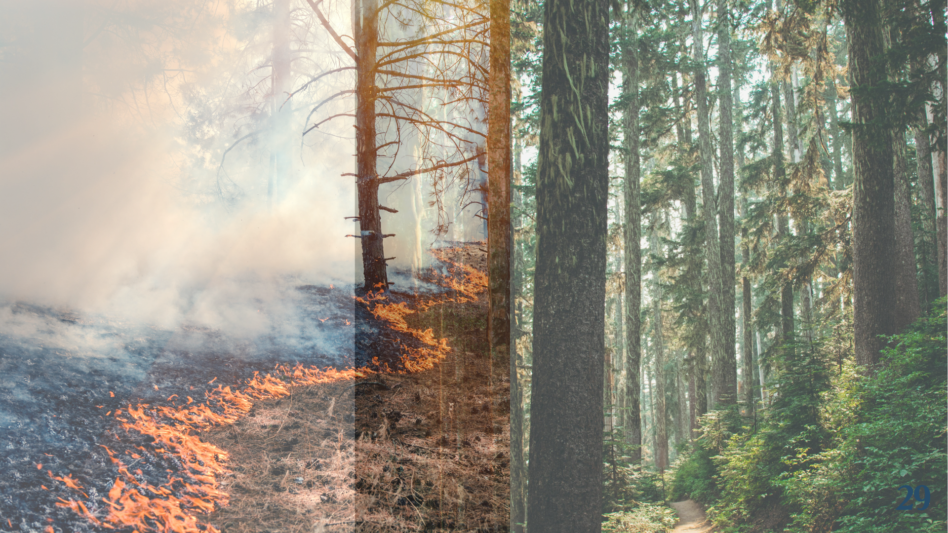 The Forest Fire Model of Mission-Driven Burnout: When Good Work Goes Wrong