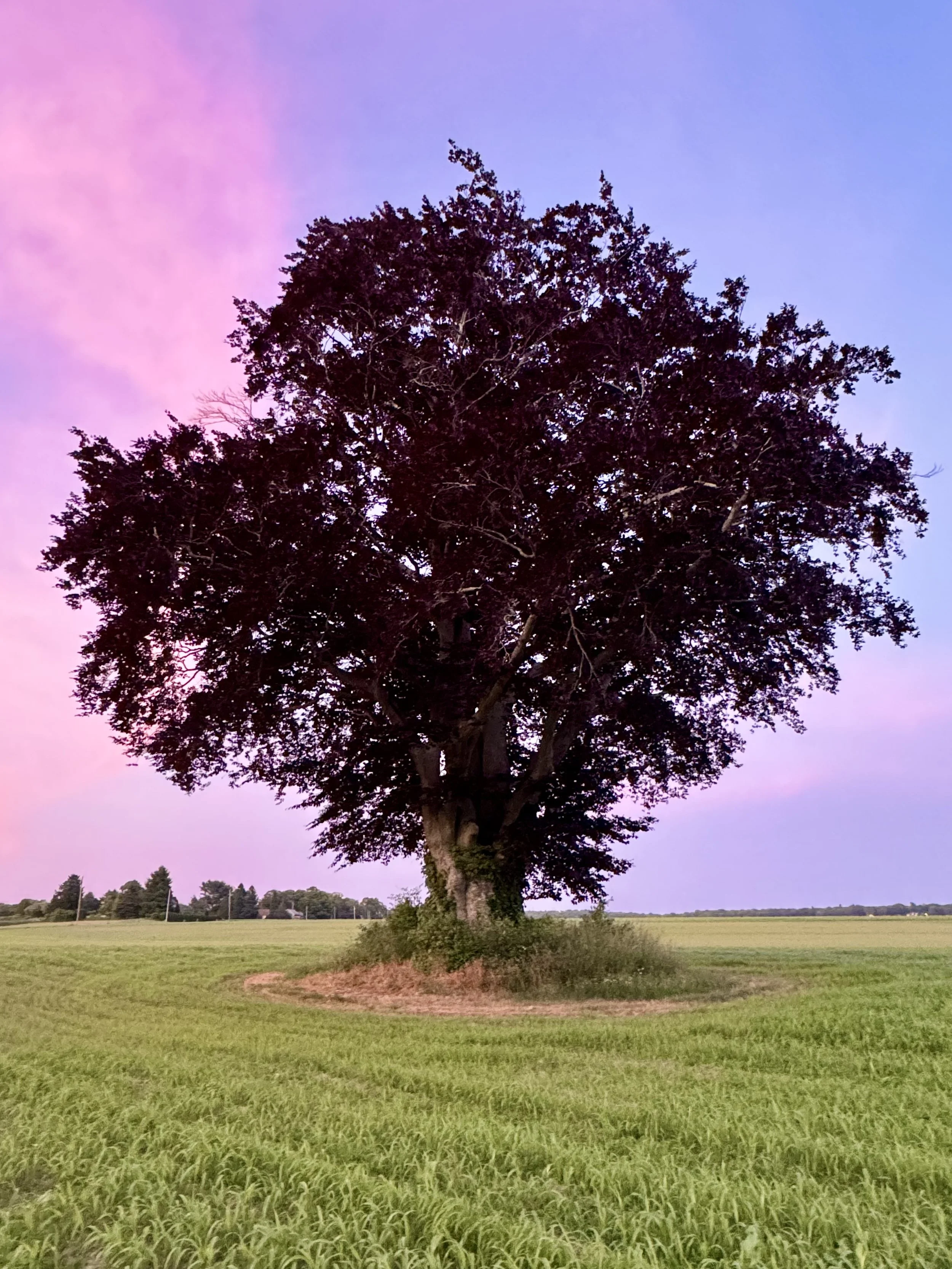 Solitary tree in field at sunset with pink and purple sky