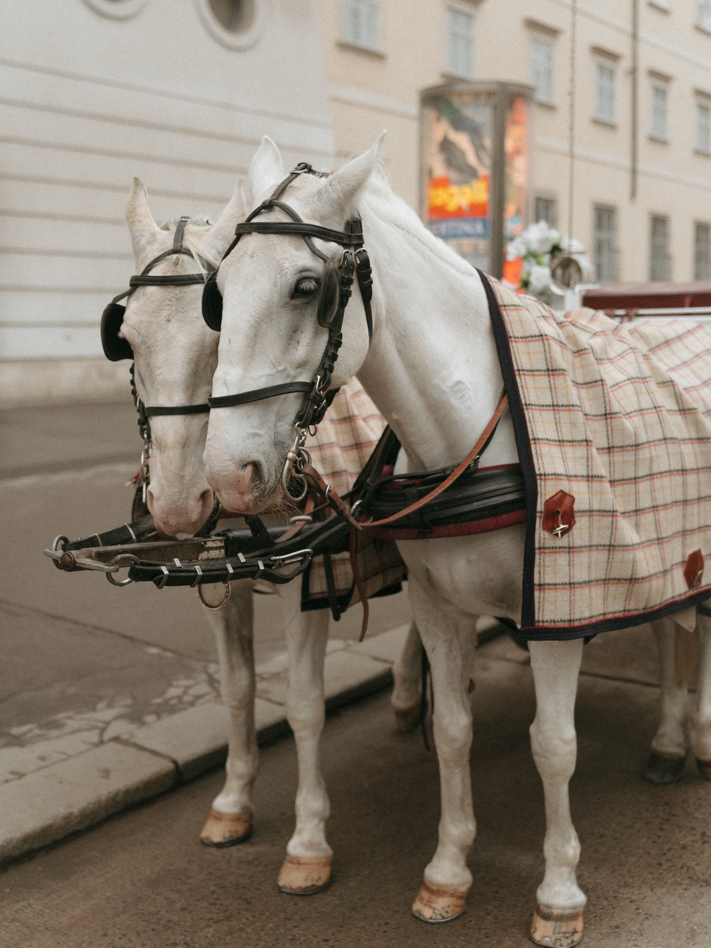 The Year of the Horse calls for a throwback to our destination shoot in Vienna.

A memorable moment with M&amp;Y, seated on a horse-drawn carriage, enjoying a quiet moment together.

The Wildest Group- available worldwide, across destinations.