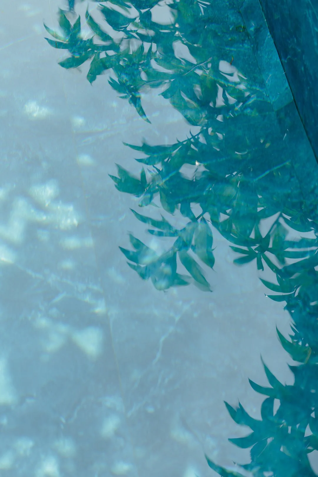 Reflection of leaves on the surface of a swimming pool with blue water.