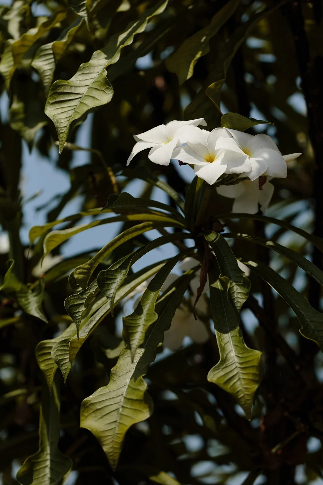 White flowers blooming among green leaves on a tree, with sunlight and shadow.