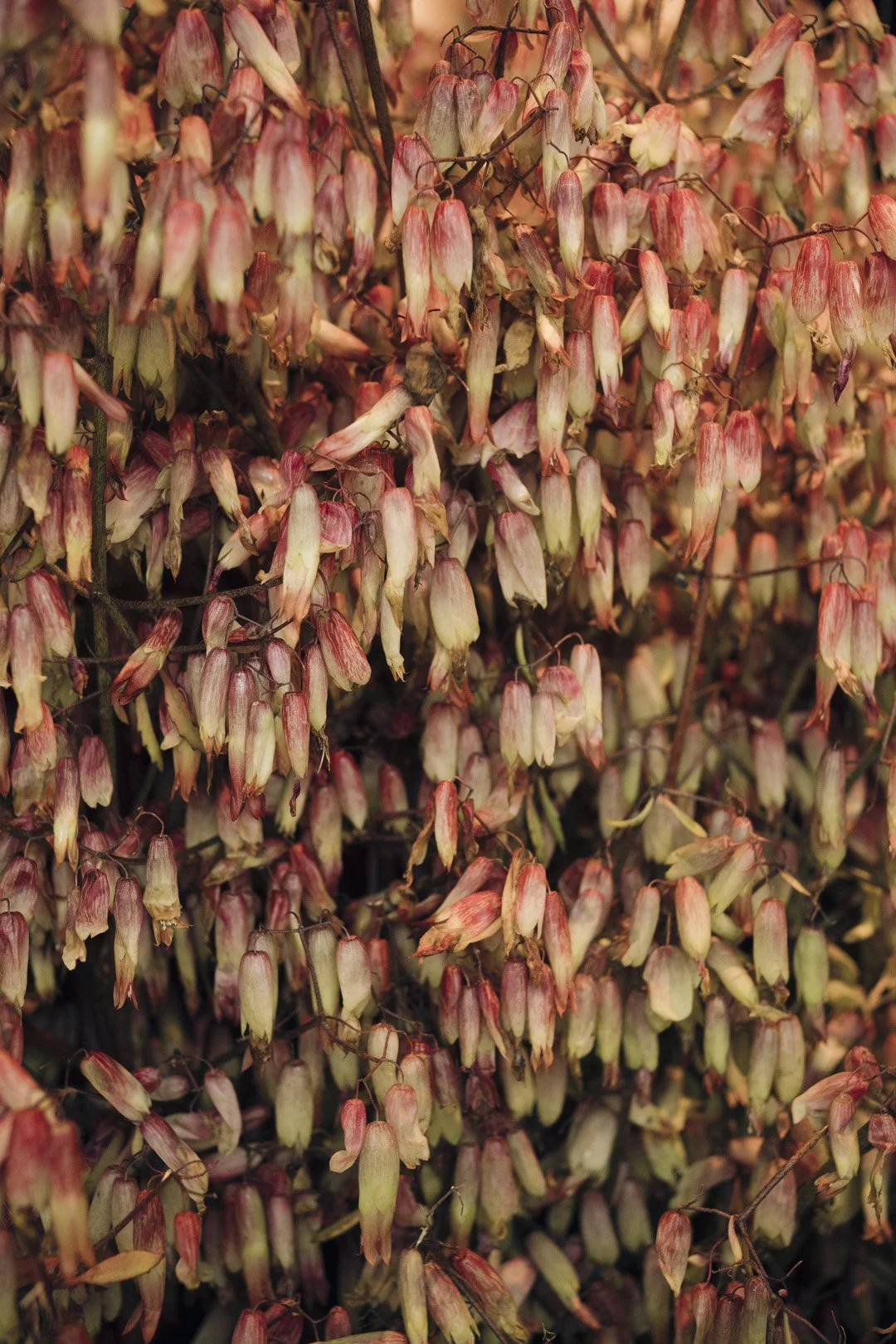 Close-up of numerous small, drooping flowers with pale yellow and pinkish-red petals, densely covering dark foliage.