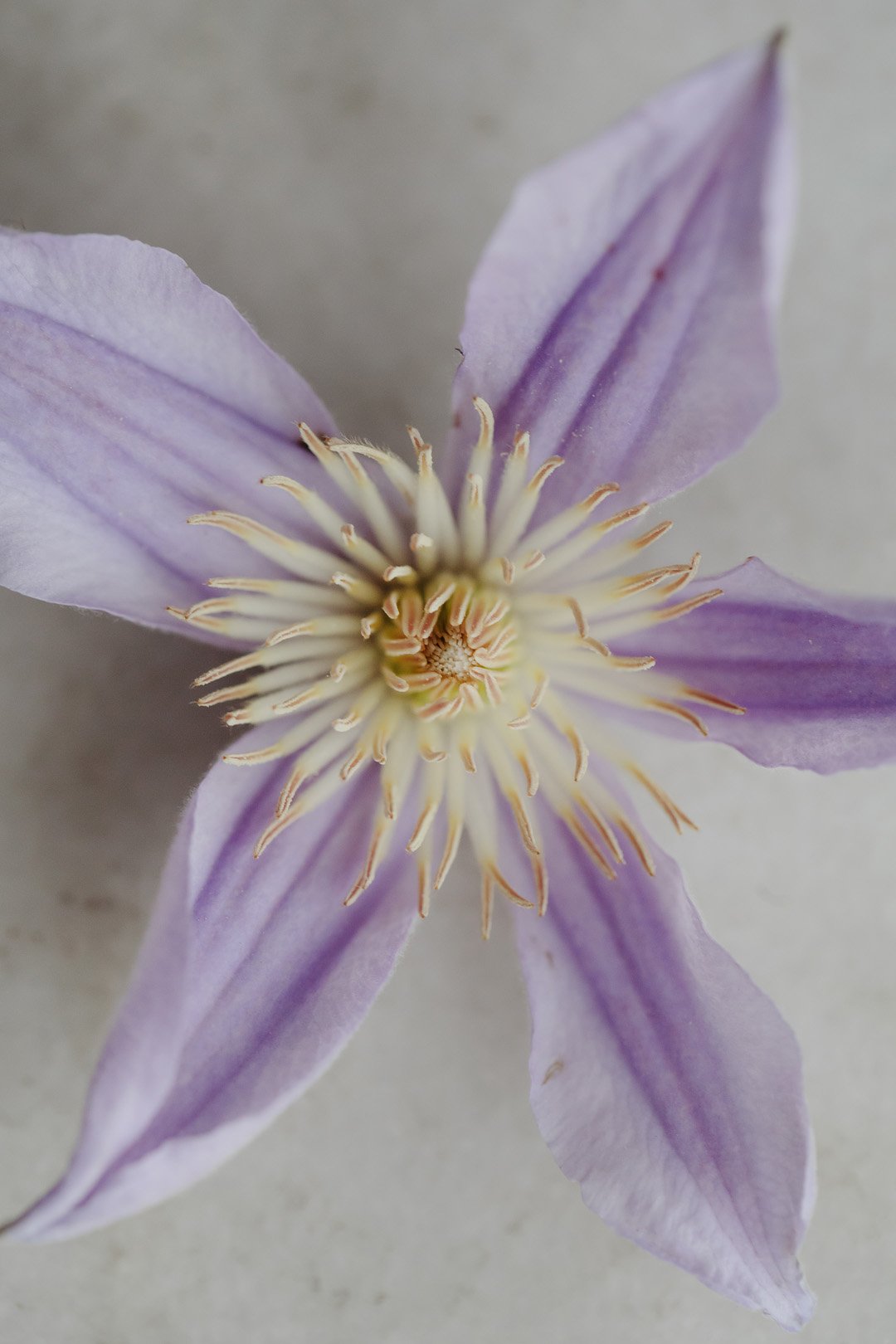Close-up of a purple flower with light purple petals and yellow stamens.