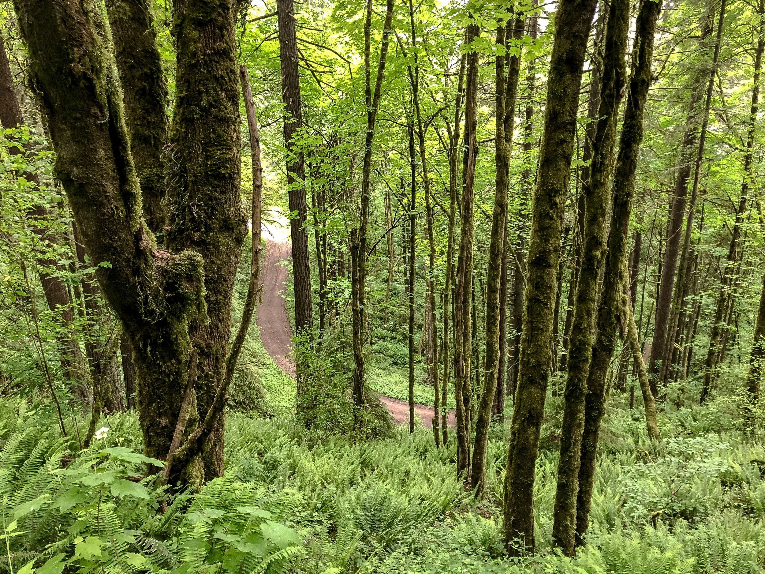 Photo credits https://www.omtm.cc/deep-firelanes-the-best-of-forest-park-from-your-front-door