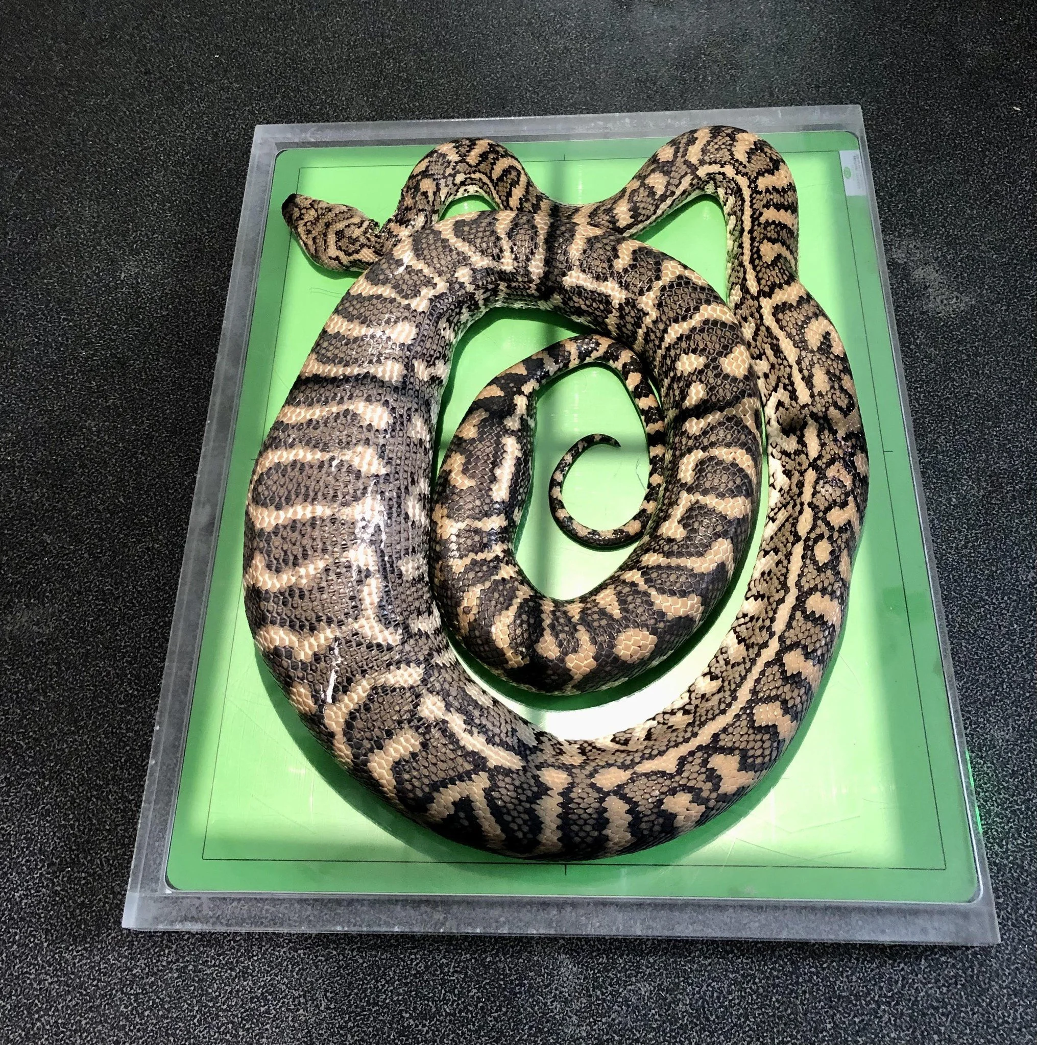 A snake on a green raised platform with a transparent border, black and tan patterned skin, coiled in a spiral.