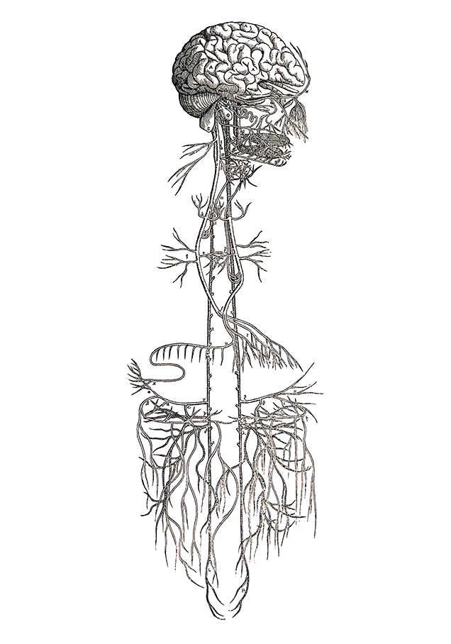 An artistic illustration of a human brain with various mechanical and organic elements, arranged vertically on a black background.