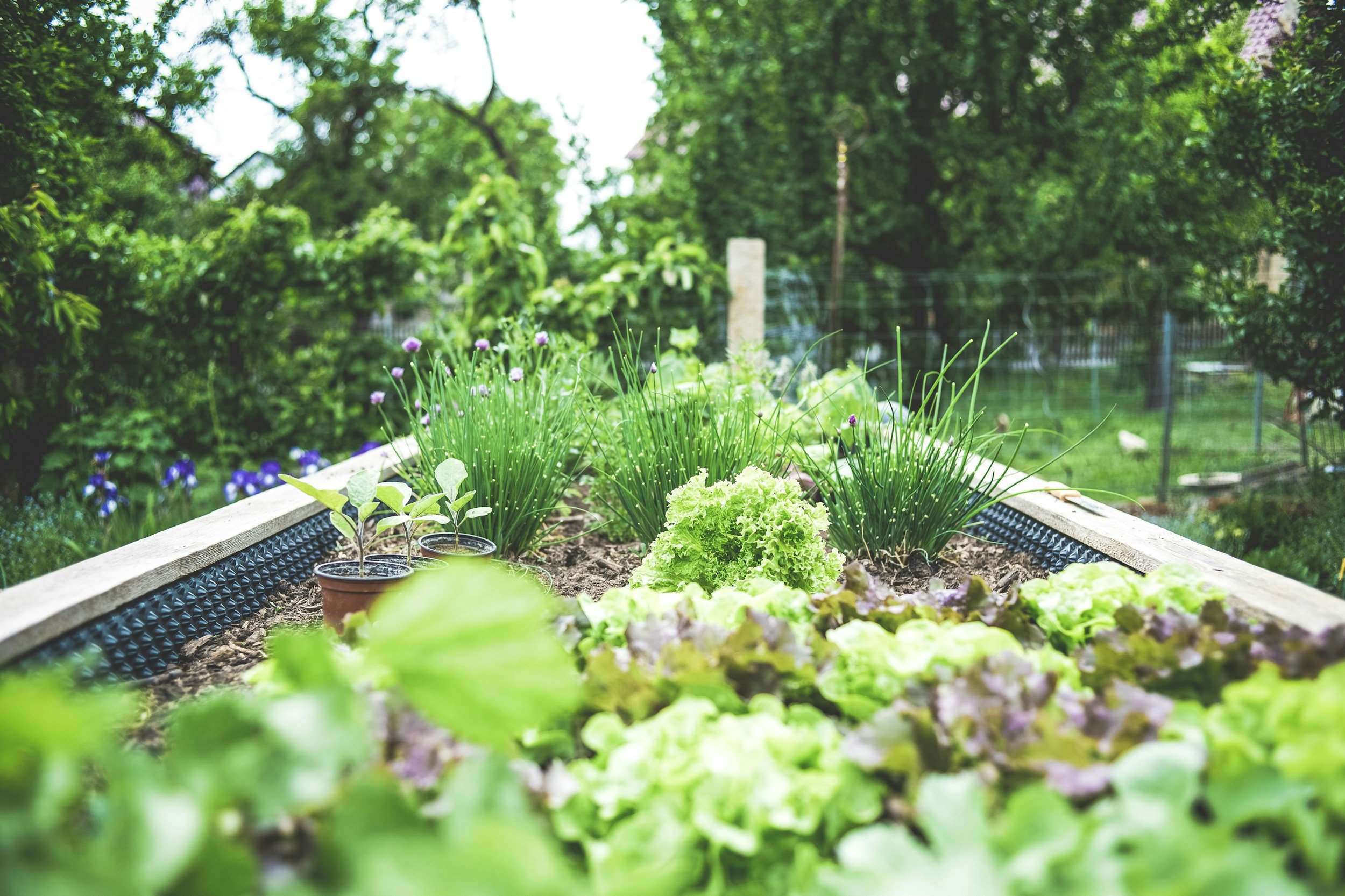 A garden with various small potted plants and leafy greens growing in a raised bed, surrounded by trees and greenery.