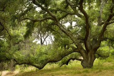 Marin County Native Plants: Create a Beautiful, Sustainable California Garden