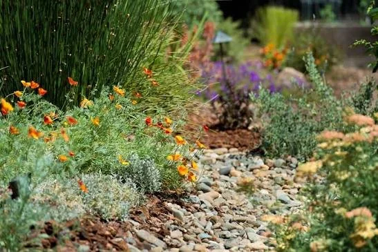 Drought-Tolerant Landscaping in Marin County