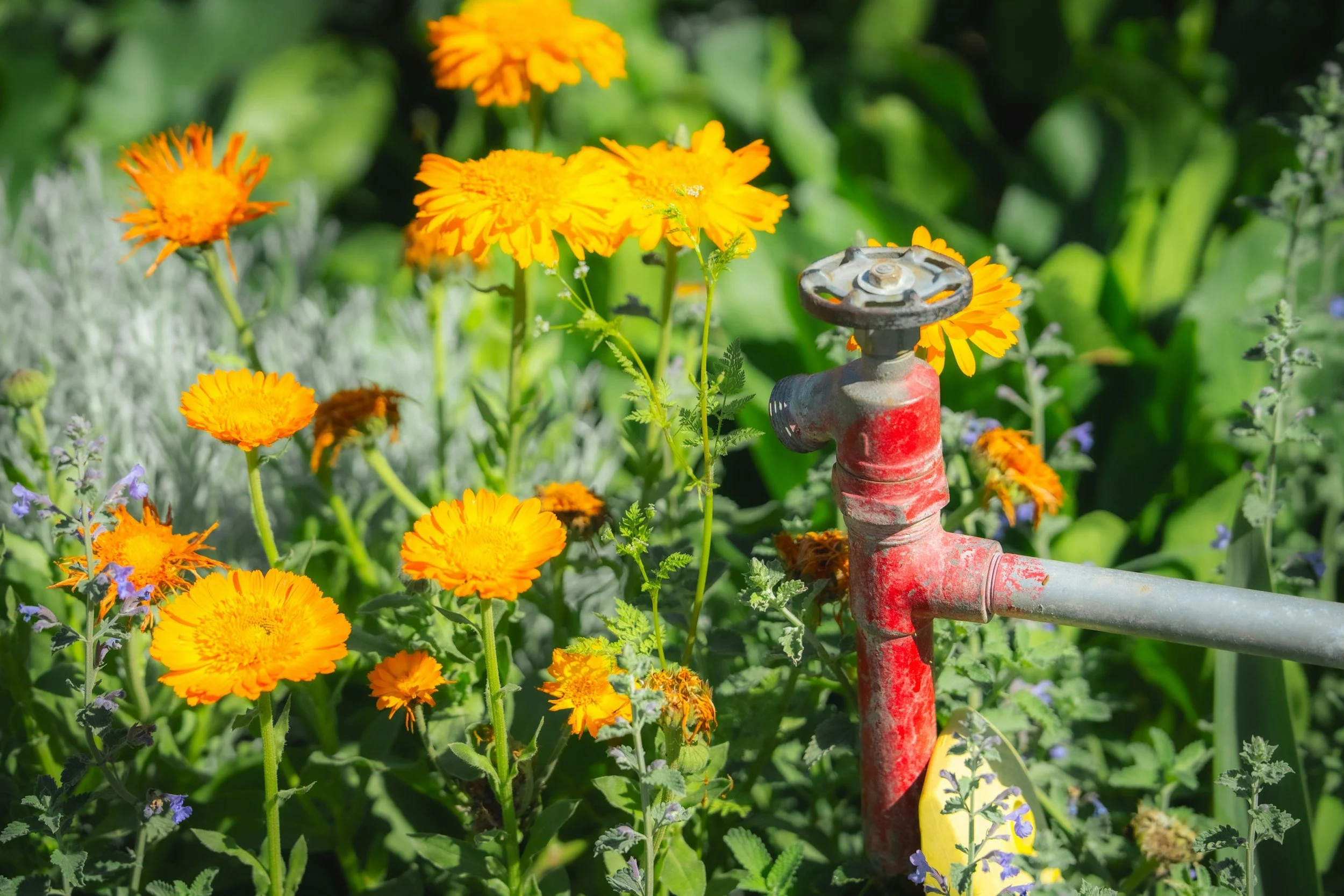 A person watering a lawn with a hose connected to a water sprinkler in a residential neighborhood during daytime, with trees, houses, and mountains in the background.