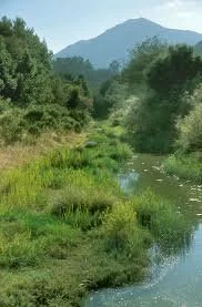 A lush green riverbank with trees and grass, with mountains in the background under a clear blue sky.