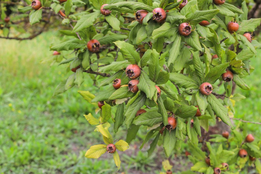 A bush with green leaves and ripe, reddish-brown berries.