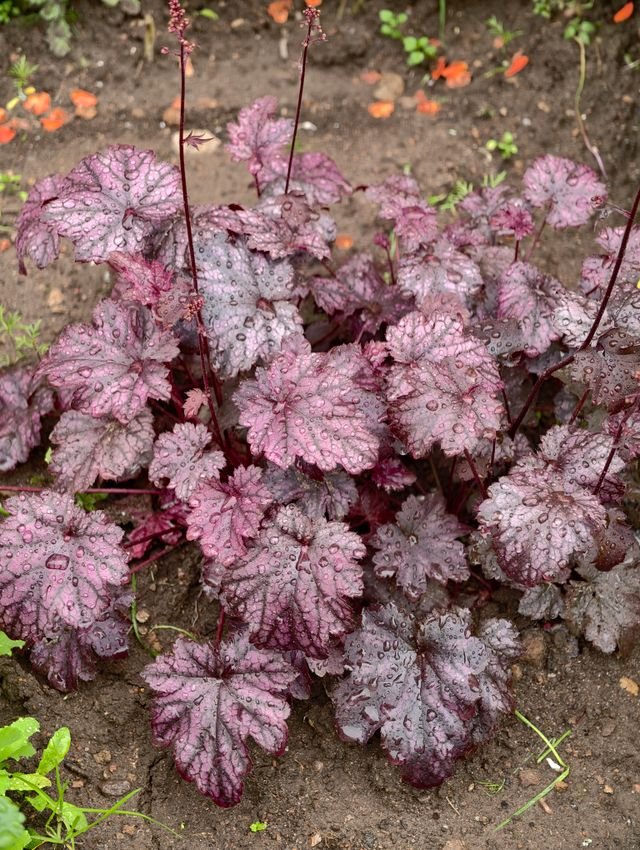 Dainty pink coral bell flowers rising above a mound of rounded foliage